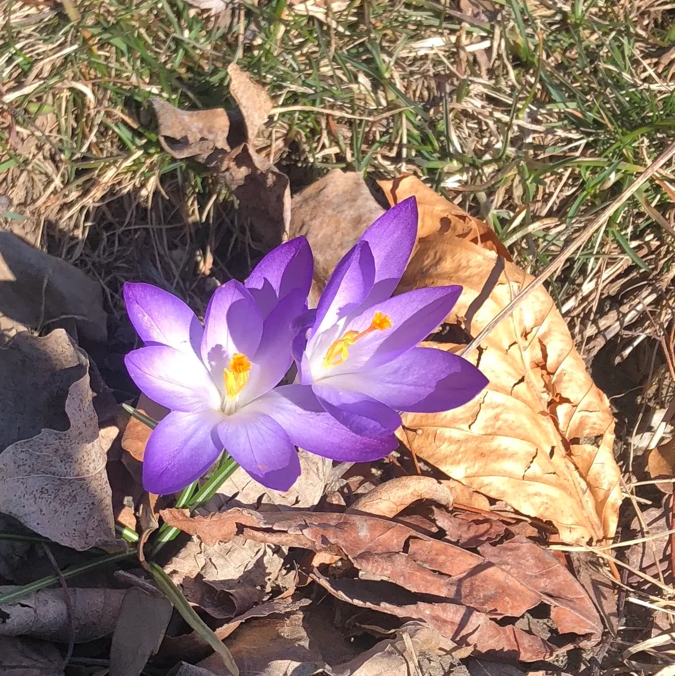 Crocus (Crocus Vernus) — with each flower measuring approximately 1 to 1.5 inches in diameter; a member of the Iridaceae family, image 108
