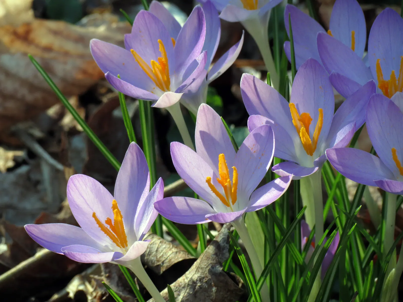 Crocus (Crocus Vernus) — and deep yellows to striped or variegated patterns; vibrant flowers in purple