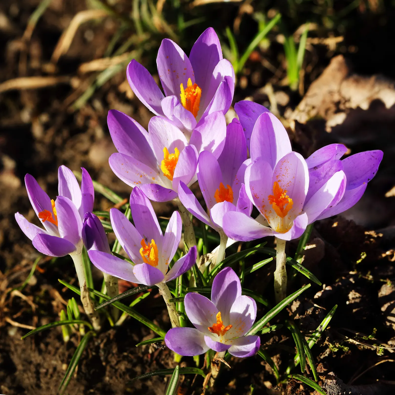 Crocus (Crocus Vernus) — vibrant flowers in purple; with each bulb producing narrow, image 64