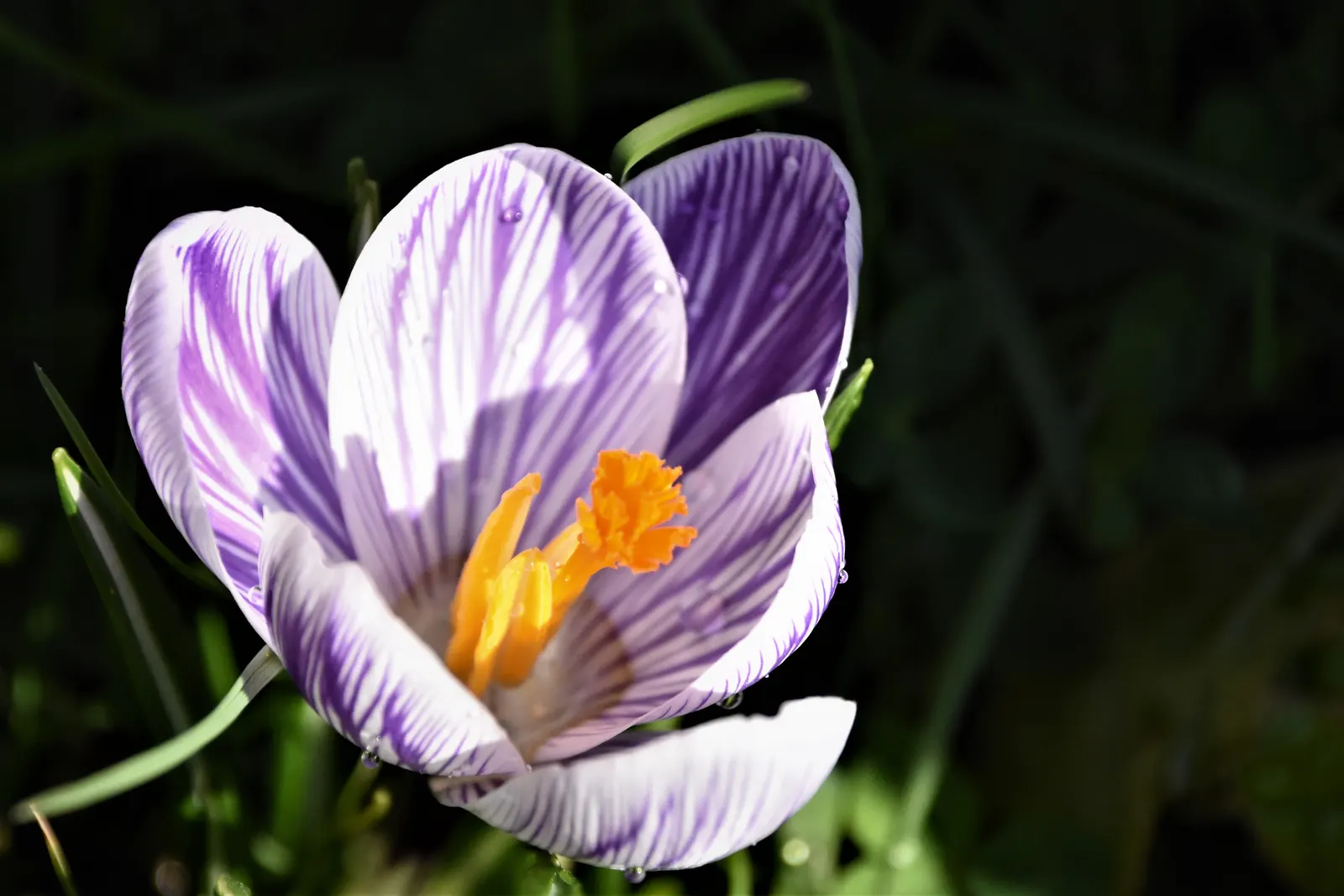 Crocus (Crocus Vernus) — Reaching 3-6 inches in height, it thrives in full sun to partial shade and well-draining soil; in well-drained soil to, image 158