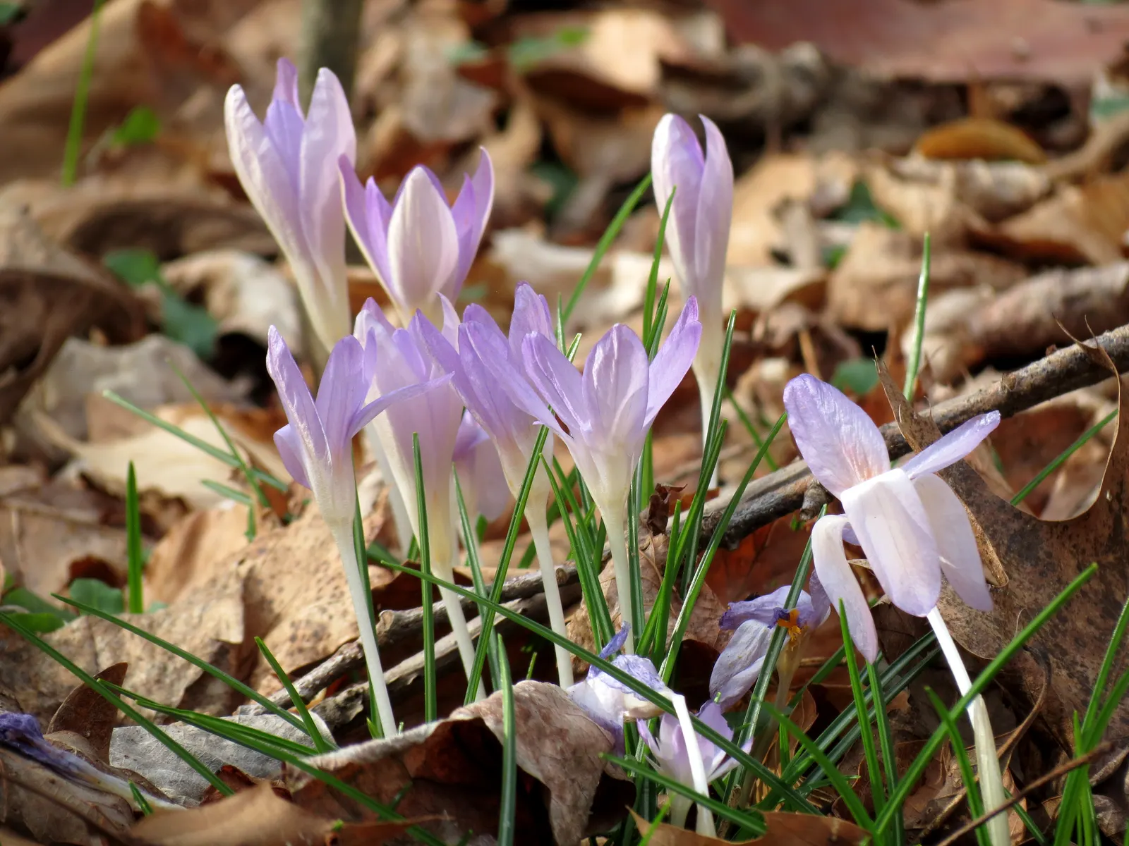 Crocus (Crocus Vernus) — commonly referred to as the Spring Crocus or Giant Crocus; with each flower measuring approximately 1 to 1.5 inches in diameter