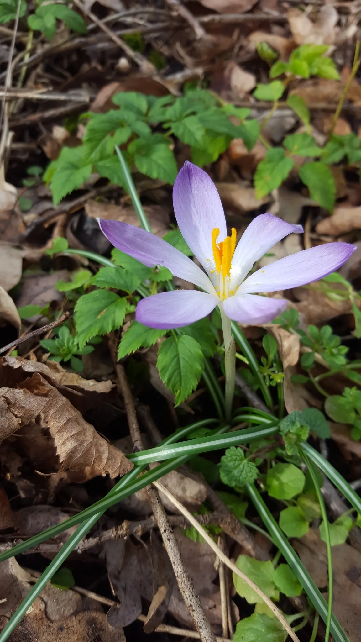 Crocus (Crocus Vernus) — creating a more vivid display with each passing season.<br><br>Crocus vernus is a low-maintenance plant; meaning they will, image 176