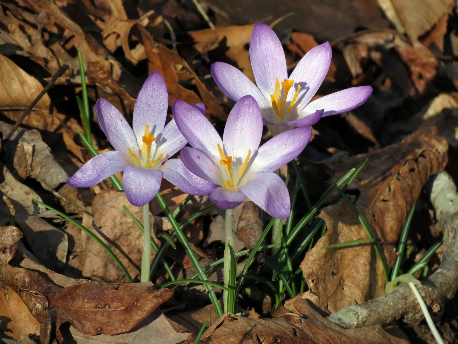 Crocus (Crocus Vernus) — is an enchanting herbaceous perennial that heralds the arrival of spring with its vibrant blooms; requiring minimal care once