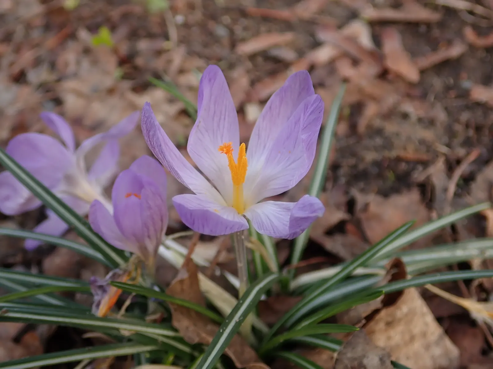Crocus (Crocus Vernus) — with each flower measuring approximately 1 to 1.5 inches in diameter; a member of the Iridaceae family, image 170