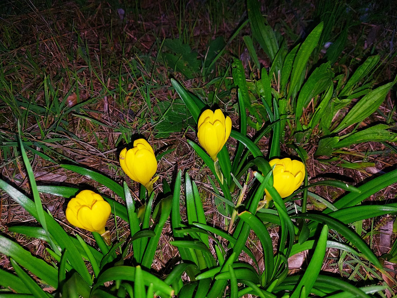 Crocus (Crocus Vernus) — Reaching 3-6 inches in height, it thrives in full sun to partial shade and well-draining soil; in well-drained soil to, image 189