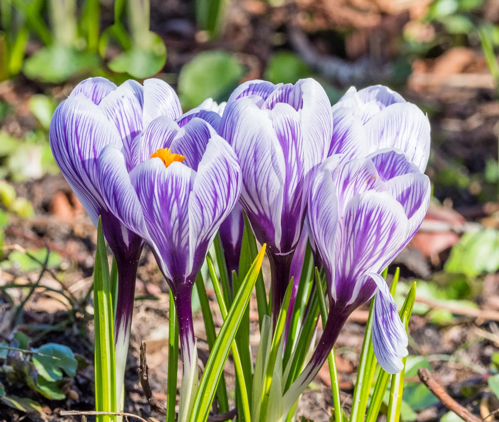 Crocus (Crocus Vernus) — Crocus vernus reaches a modest height of 4 to 6 inches; this low-maintenance perennial is ideal for naturalizing in lawns, image 72