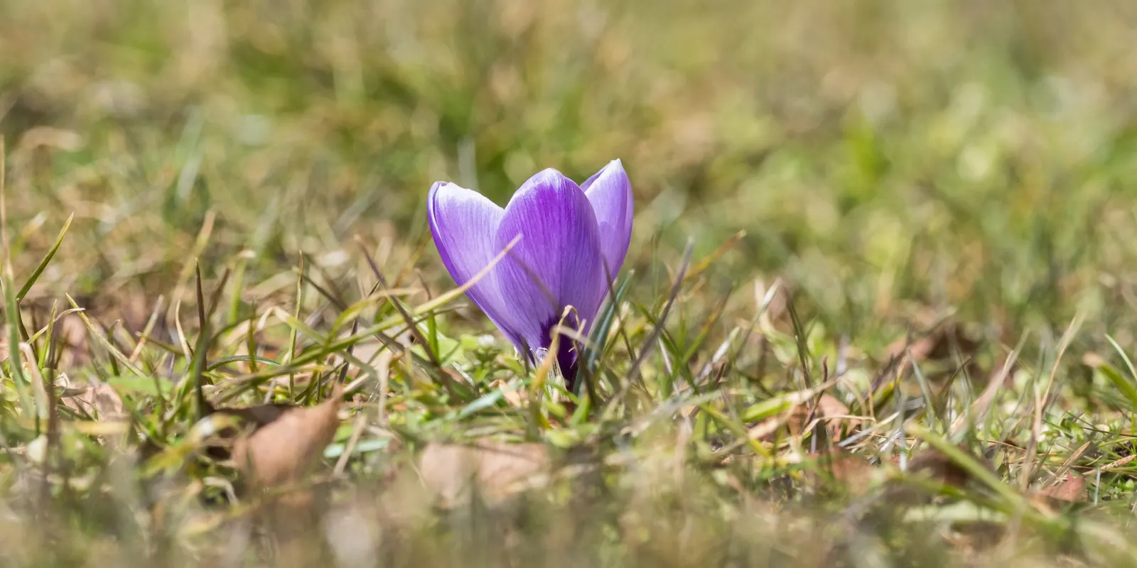 Crocus (Crocus Vernus) — A member of the Iridaceae family; purple and white flowers in the garden, image 71