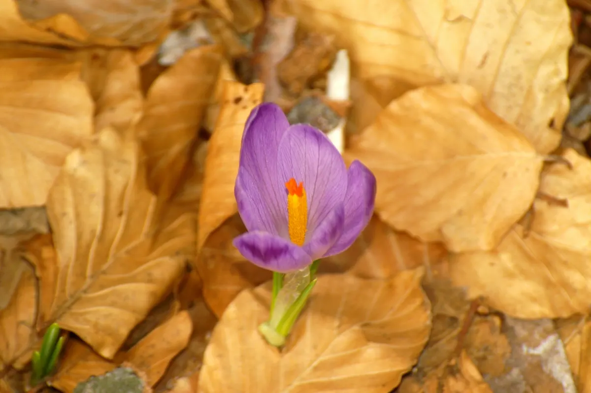 Crocus (Crocus Vernus) — It's resistant to deer and other pests; reaching 3-6 inches in height, it thrives in full sun to partial shade and well-draining soil
