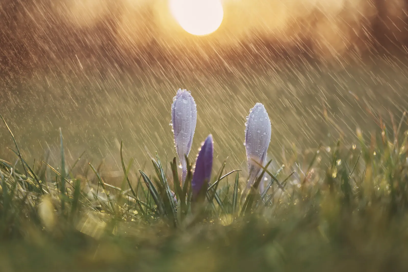 Crocus (Crocus Vernus) — these bulbs can be used to provide early spring color; and is an excellent choice for rock gardens, image 181