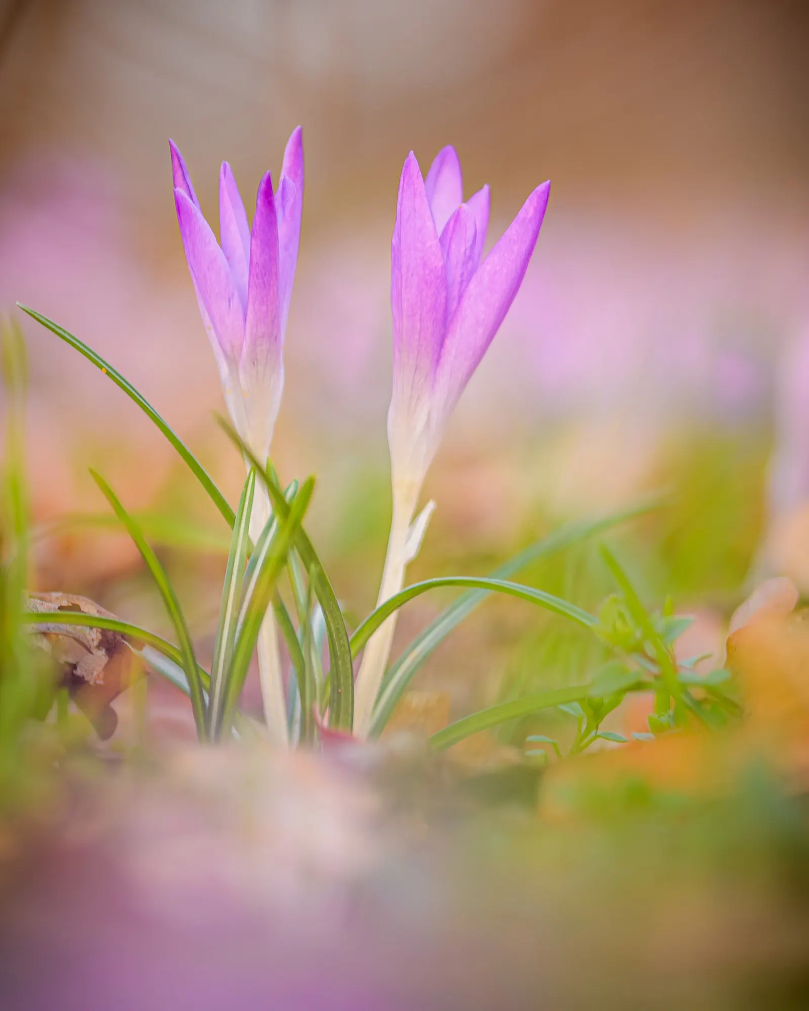 Crocus (Crocus Vernus) — offering early-season nectar for pollinators and a splash of color to awakening gardens; is an enchanting herbaceous, image 161