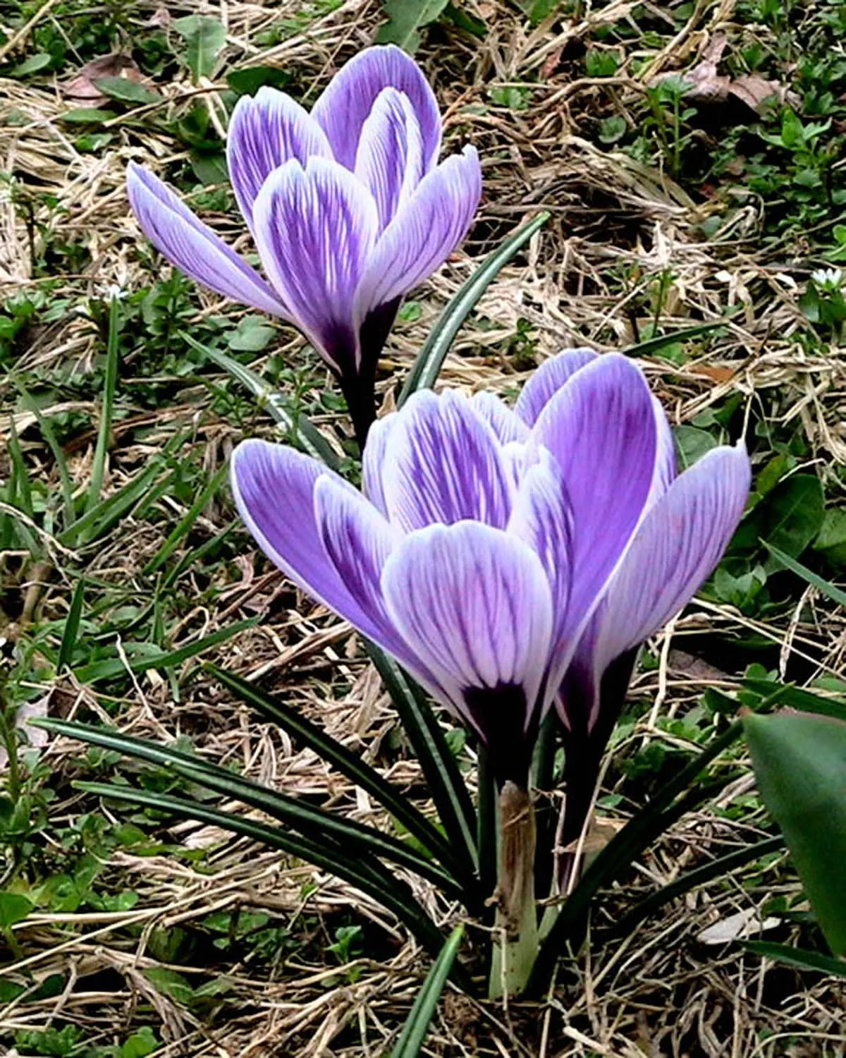 Crocus (Crocus Vernus) — with each flower measuring approximately 1 to 1.5 inches in diameter; a member of the Iridaceae family, image 77