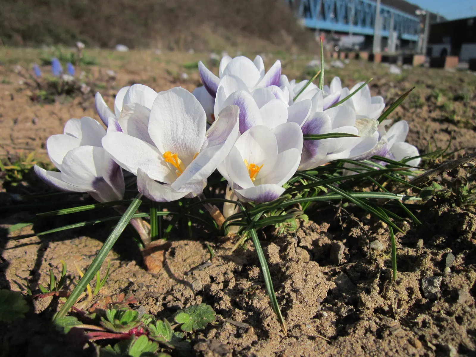 Crocus (Crocus Vernus) — is a herald of spring with cup-shaped; plant corms 3-4 inches deep and 2-3 inches apart, image 94