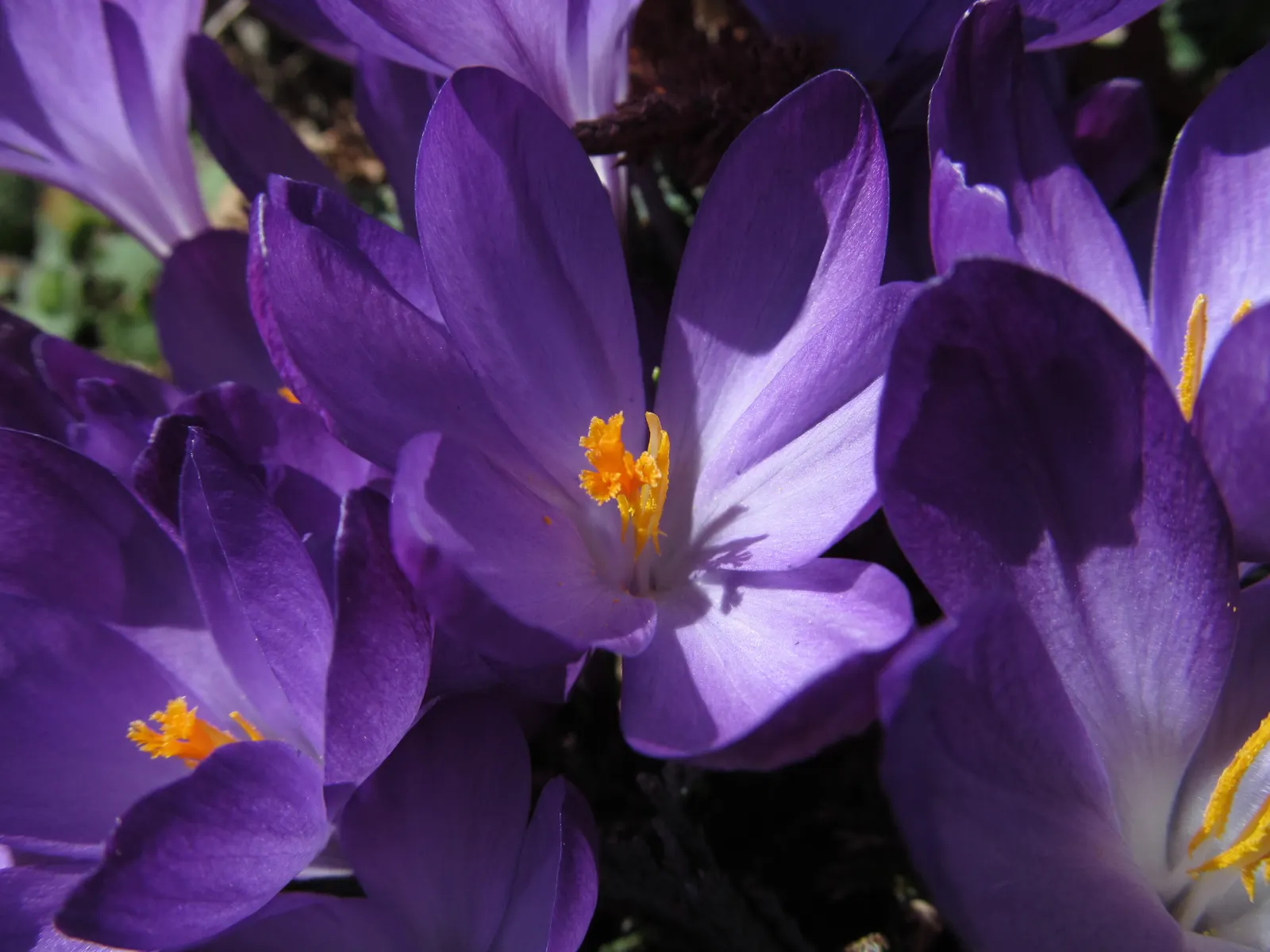 Crocus (Crocus Vernus) — A unique characteristic of crocuses is their cup-shaped, image 202
