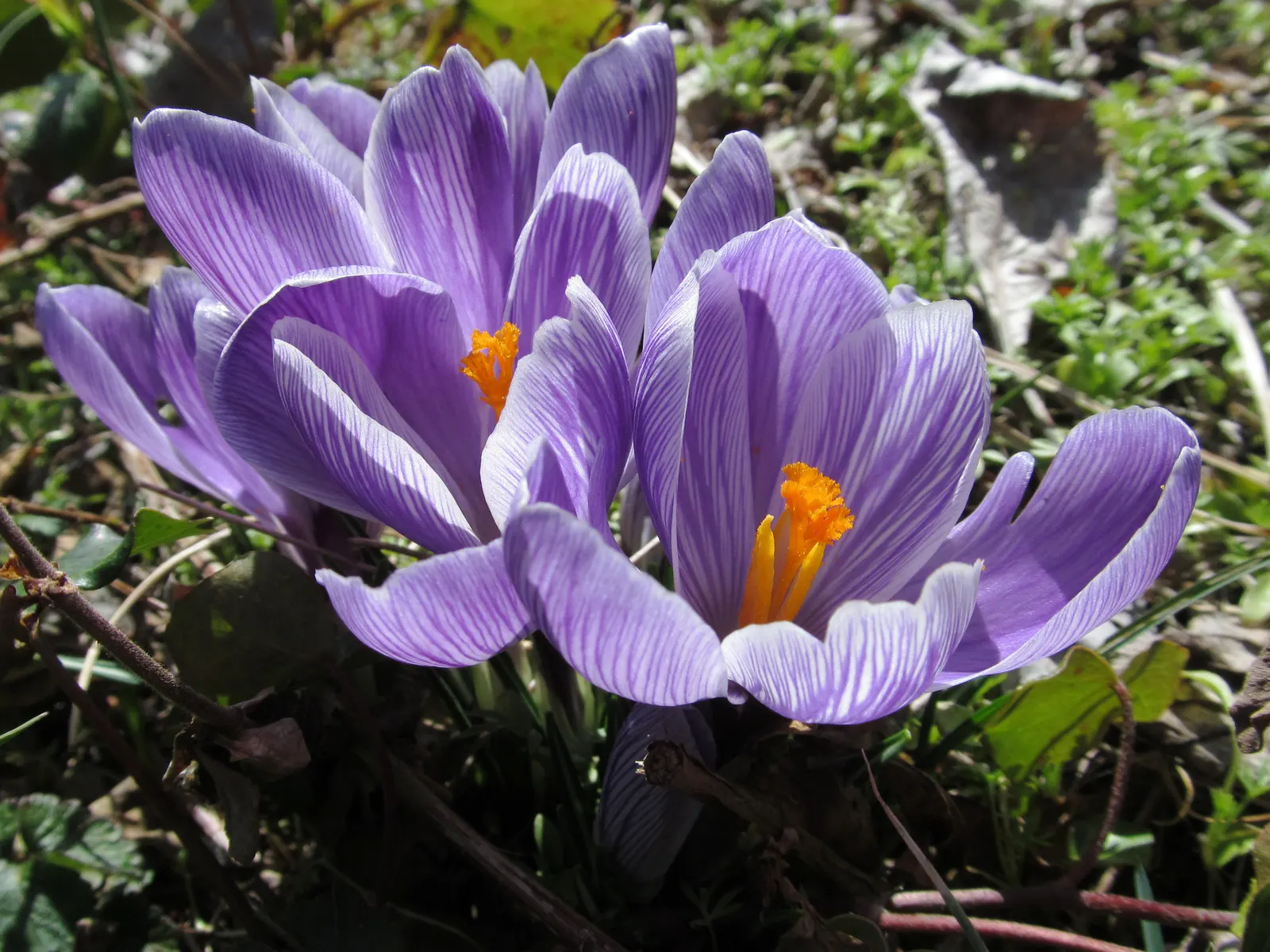 Crocus (Crocus Vernus) — meaning they will gradually multiply and spread over the years; the blooms exhibit a stunning range of colors, image 206
