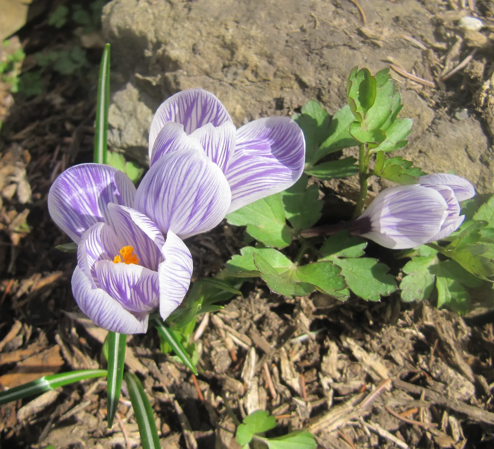Crocus (Crocus Vernus) — This low-maintenance perennial is ideal for naturalizing in lawns and under trees; is a herald of spring with cup-shaped, image 98