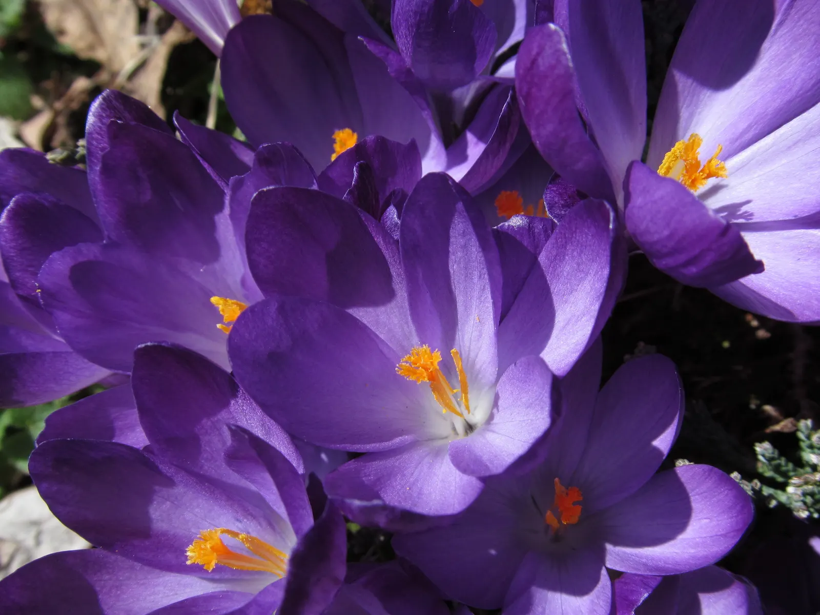 Crocus (Crocus Vernus) — It's resistant to deer and other pests; reaching 3-6 inches in height, it thrives in full sun to partial shade and, image 209