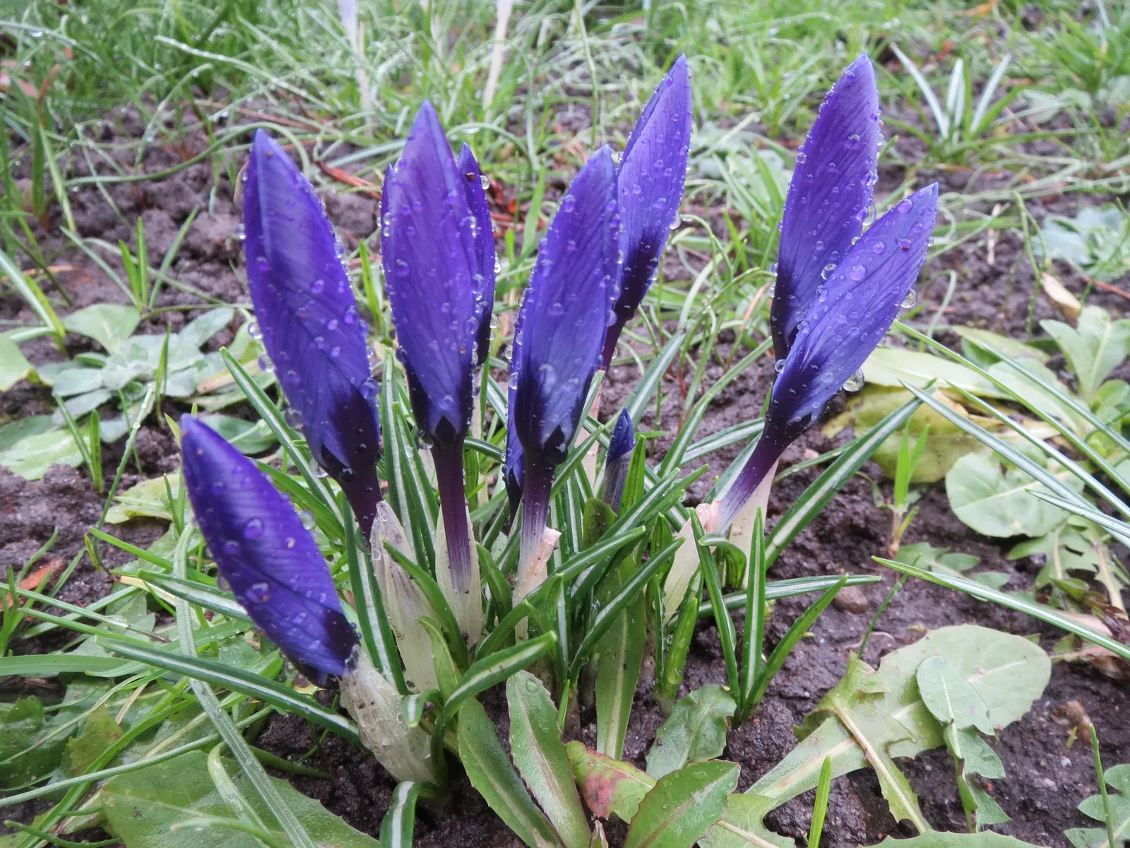Crocus (Crocus Vernus) — purple and white flowers in the garden; and deep yellows to striped or variegated patterns, image 91