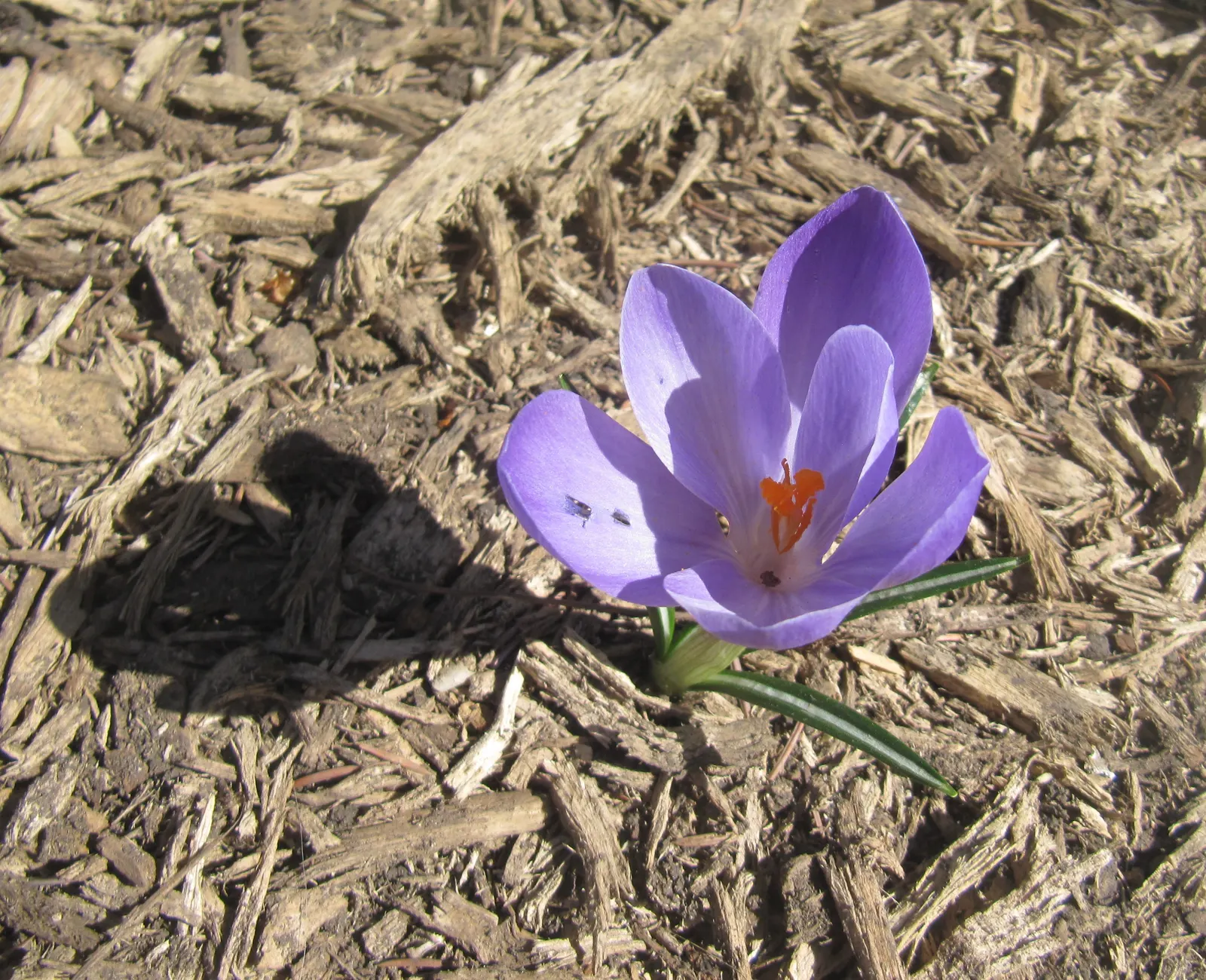 Crocus (Crocus Vernus) — Plant corms 3-4 inches deep and 2-3 inches apart; when designing a garden landscape, image 97