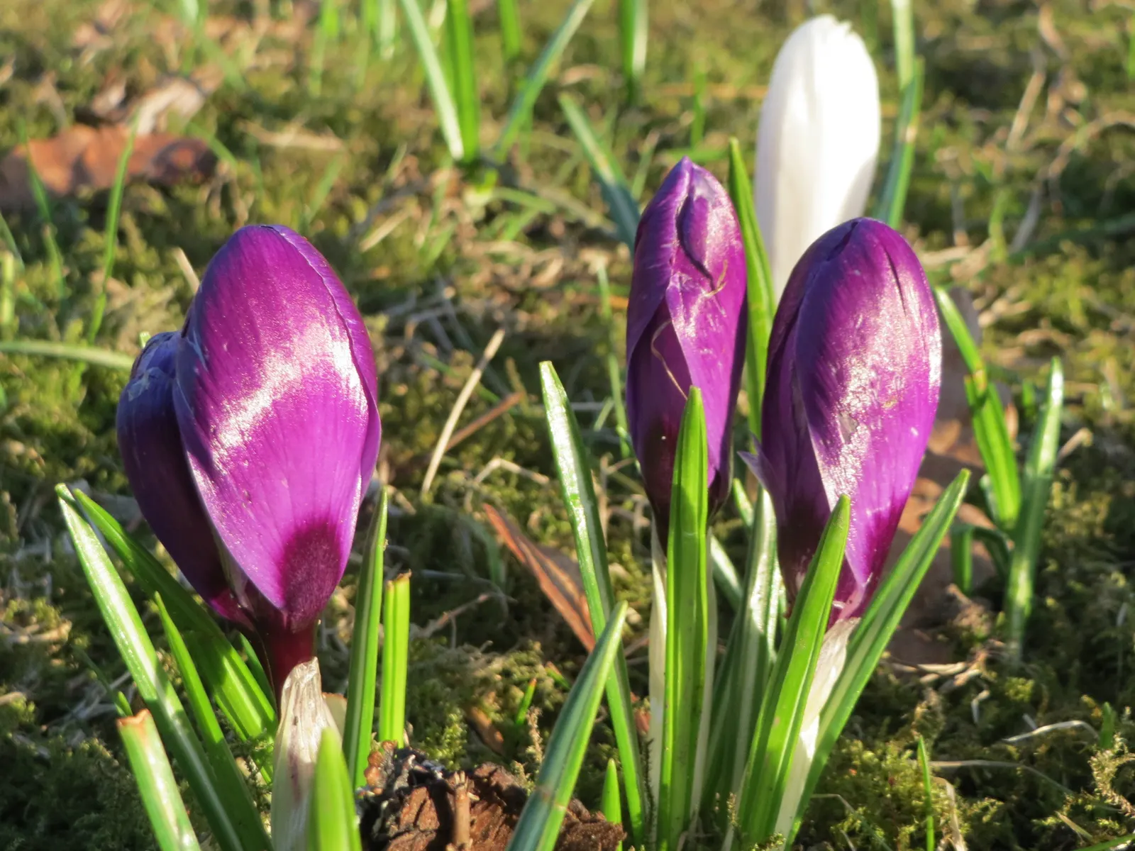 Crocus (Crocus Vernus) — often even pushing up through the snow; bulb for full or half, image 89