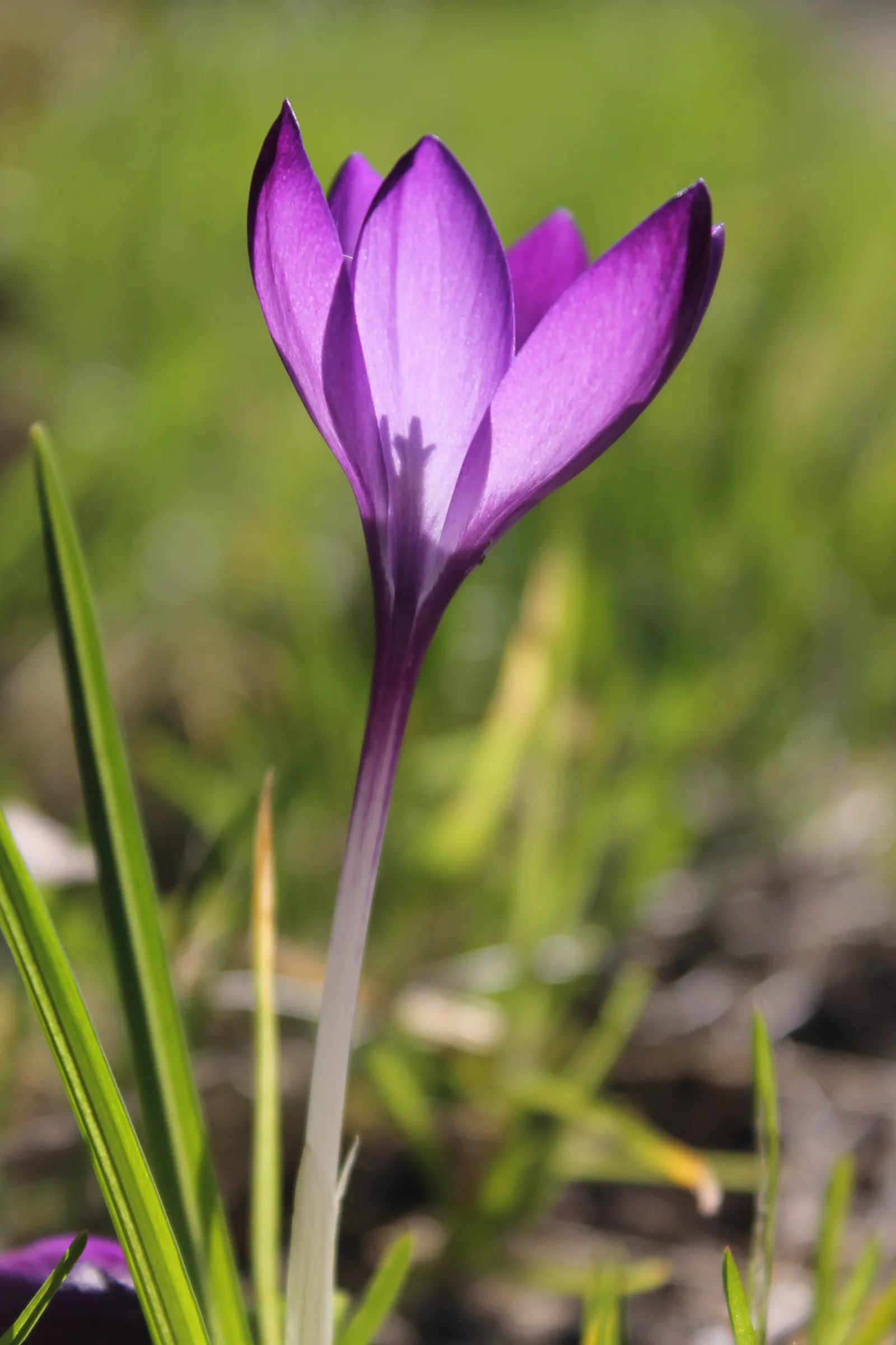 Crocus (Crocus Vernus) — Plant corms 3-4 inches deep and 2-3 inches apart; when designing a garden landscape, image 190