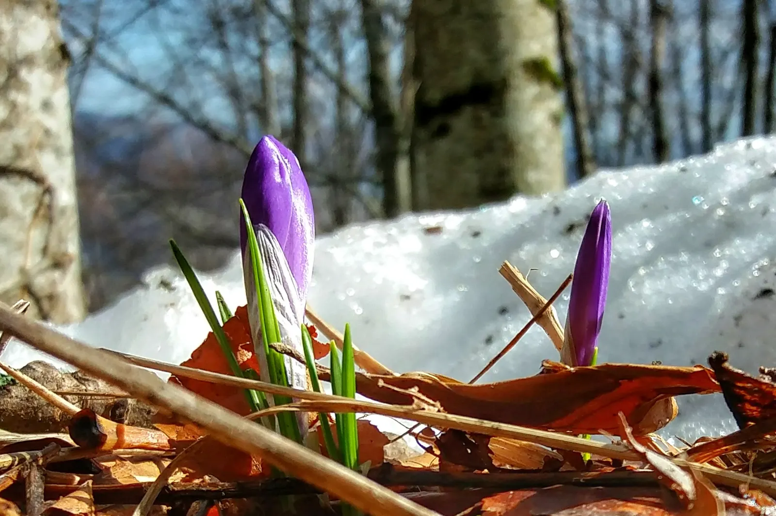 Crocus (Crocus Vernus) — The blooms exhibit a stunning range of colors; these bulbs can be used to provide early spring color, image 106