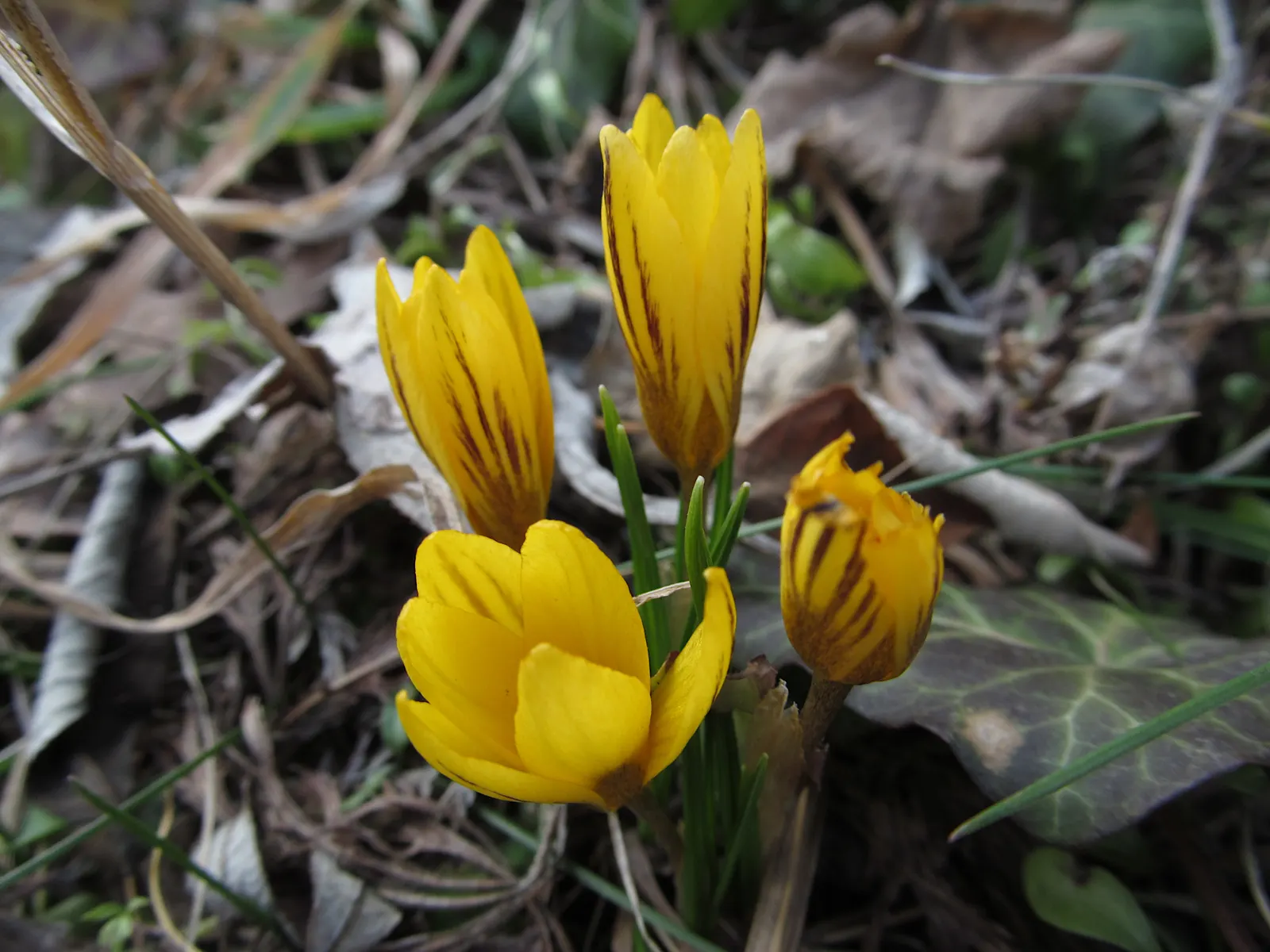 Crocus (Crocus Vernus) — A member of the Iridaceae family; purple and white flowers in the garden, image 195