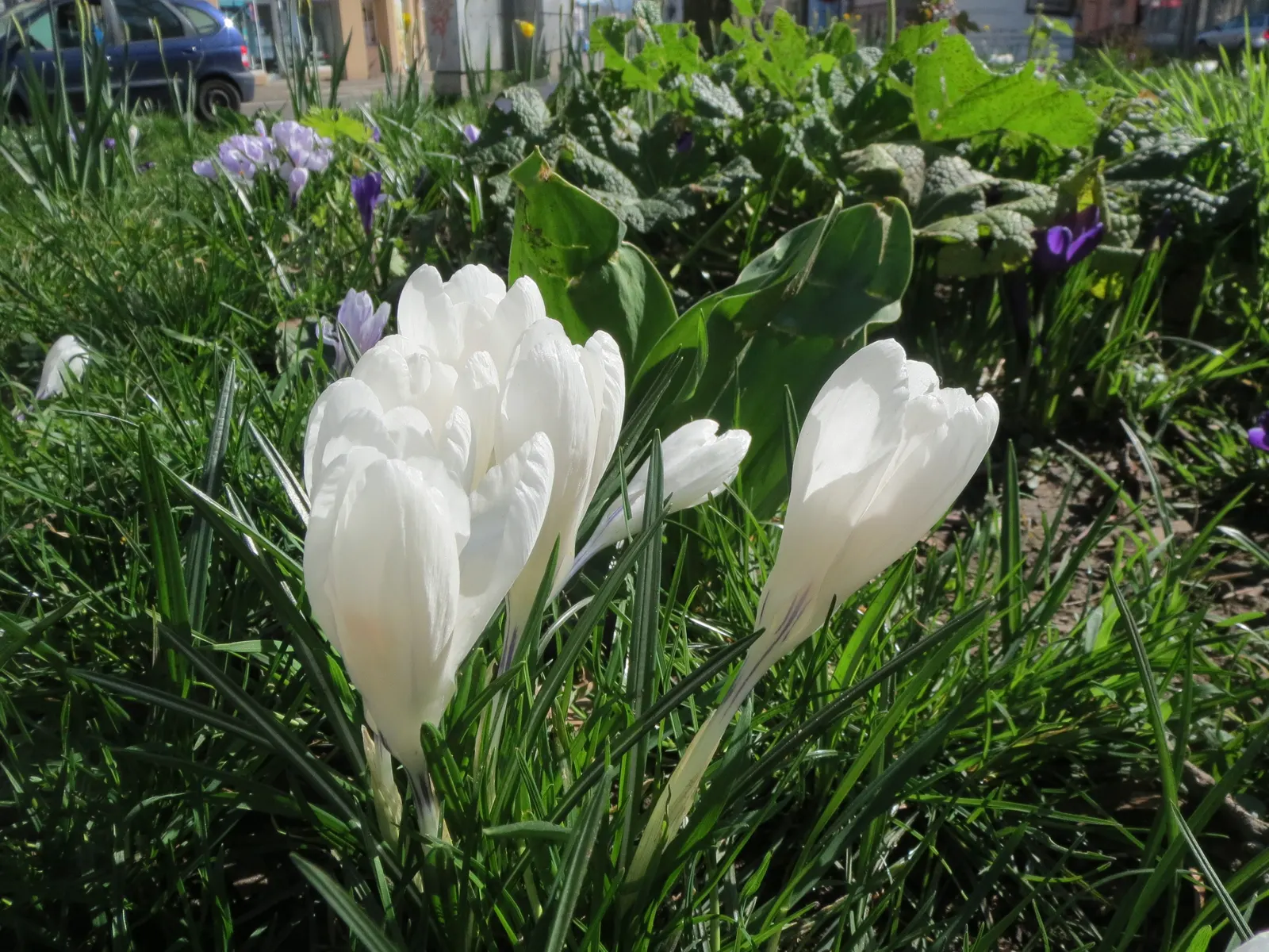 Crocus (Crocus Vernus) — A unique characteristic of crocuses is their cup-shaped, image 78