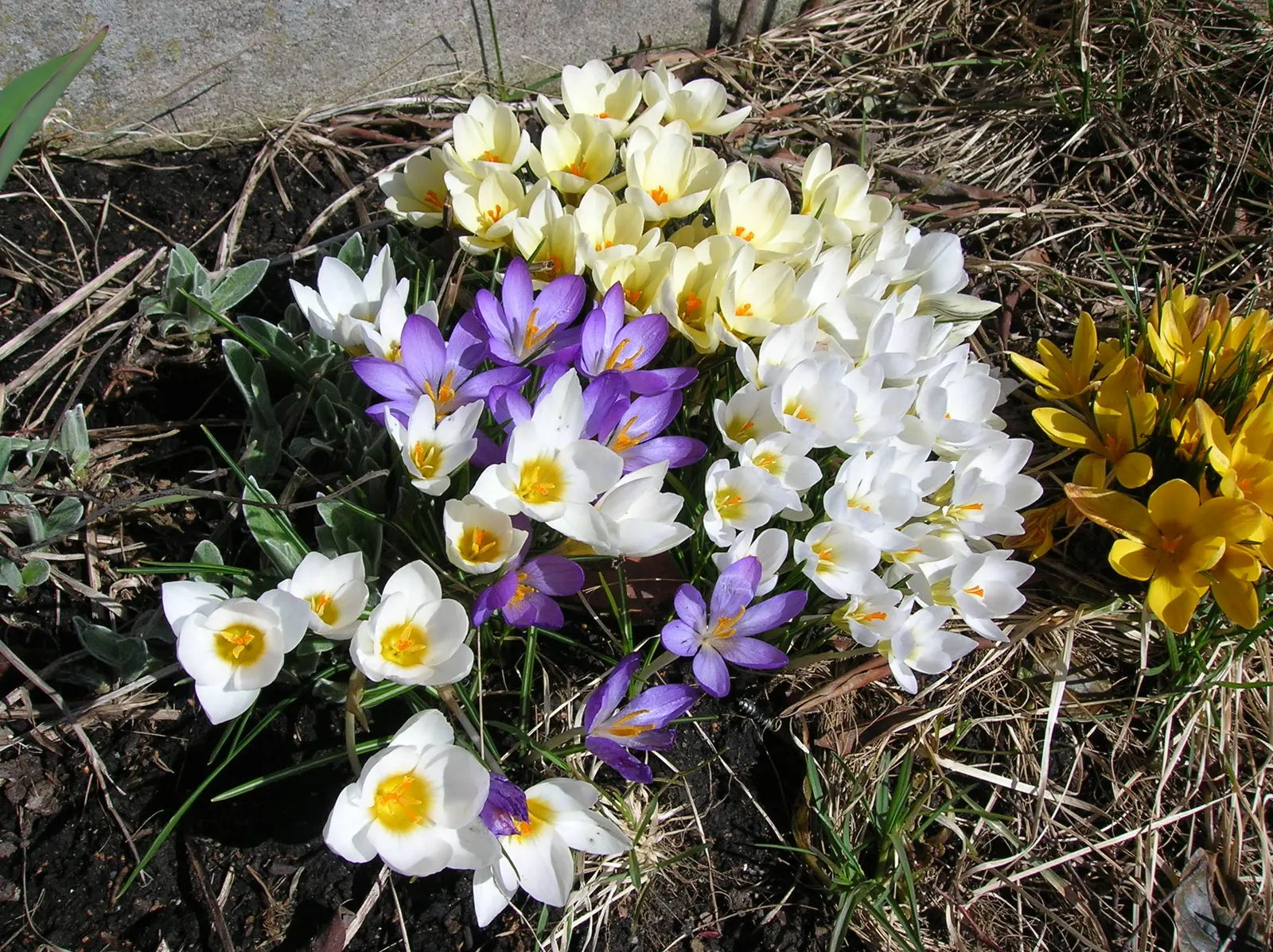 Crocus (Crocus Vernus) — offering early-season nectar for pollinators and a splash of color to awakening gardens; is an enchanting herbaceous, image 99