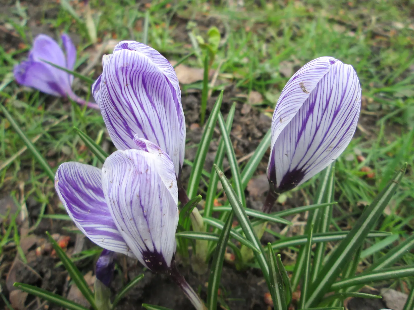 Crocus (Crocus Vernus) — and is an excellent choice for rock gardens; crocus vernus reaches a modest height of 4 to 6 inches, image 86