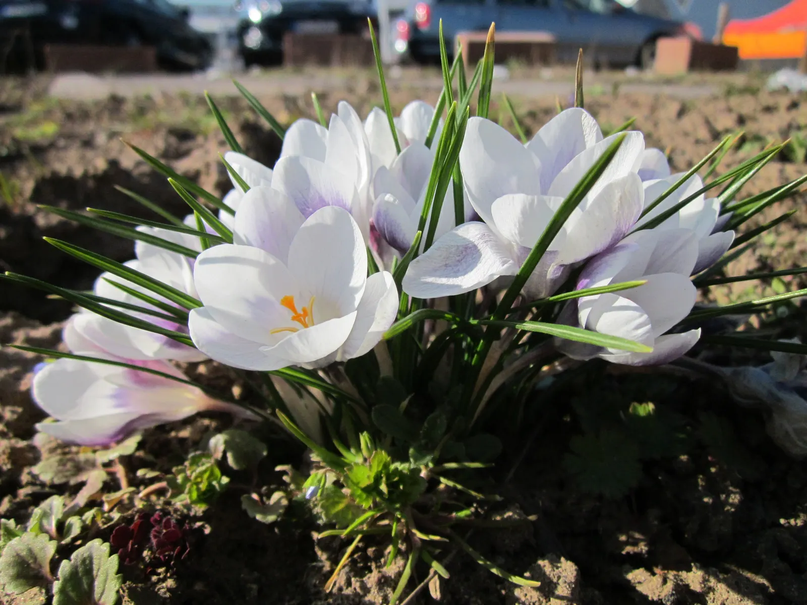 Crocus (Crocus Vernus) — providing a striking contrast and a promise of the warmer weather to come; commonly referred to as the Spring Crocus or, image 90