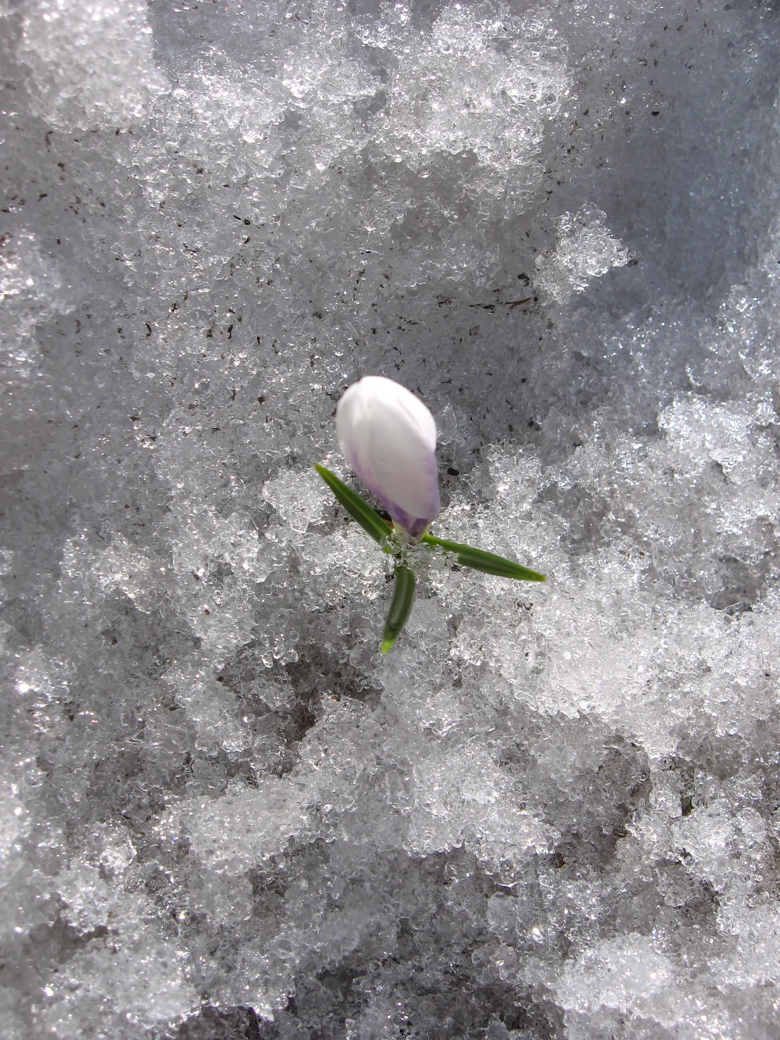 Crocus (Crocus Vernus) — Reaching 3-6 inches in height, it thrives in full sun to partial shade and well-draining soil; in well-drained soil to, image 96