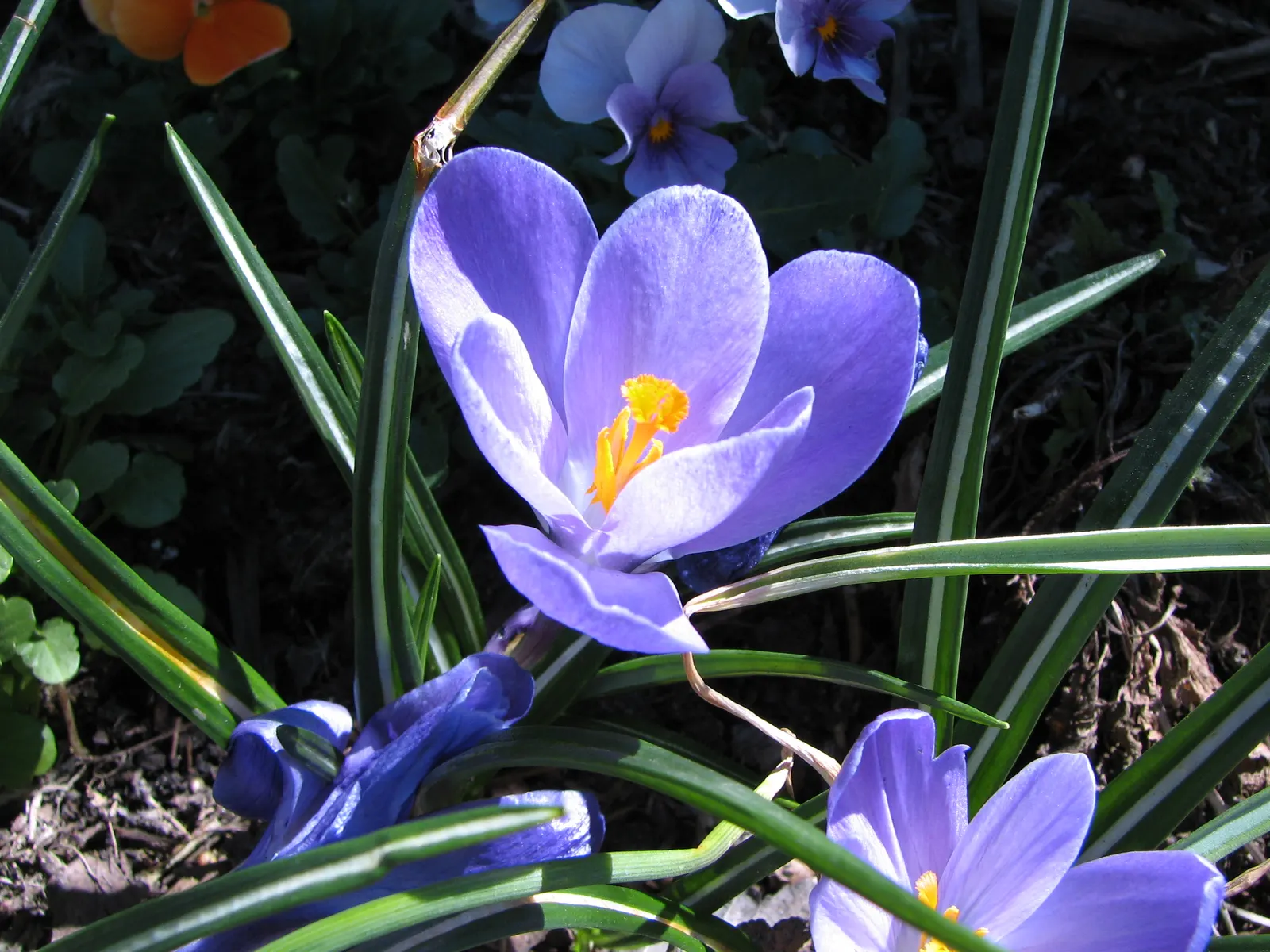 Crocus (Crocus Vernus) — bulb with purple and white blooms; creating a more vivid display with each passing season.<br><br>Crocus vernus is a, image 92