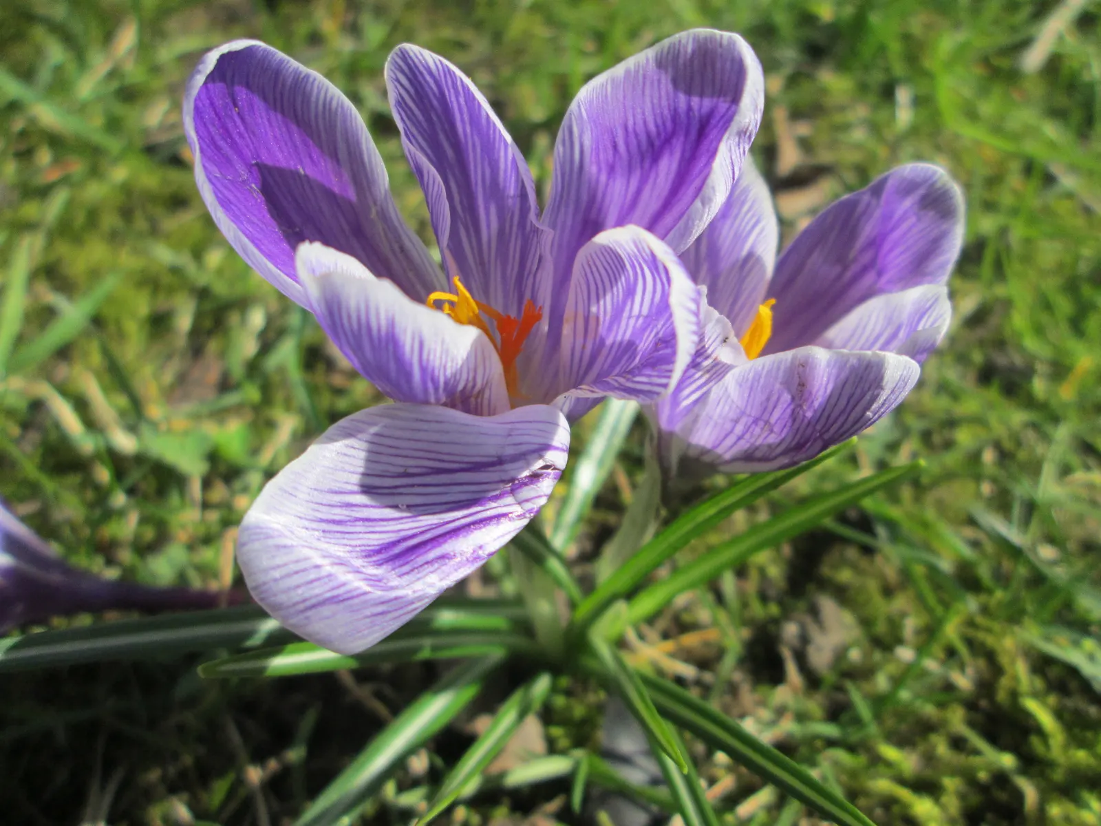 Crocus (Crocus Vernus) — When designing a garden landscape; 3 to 4 inches deep and about 2 to 3 inches apart, image 87