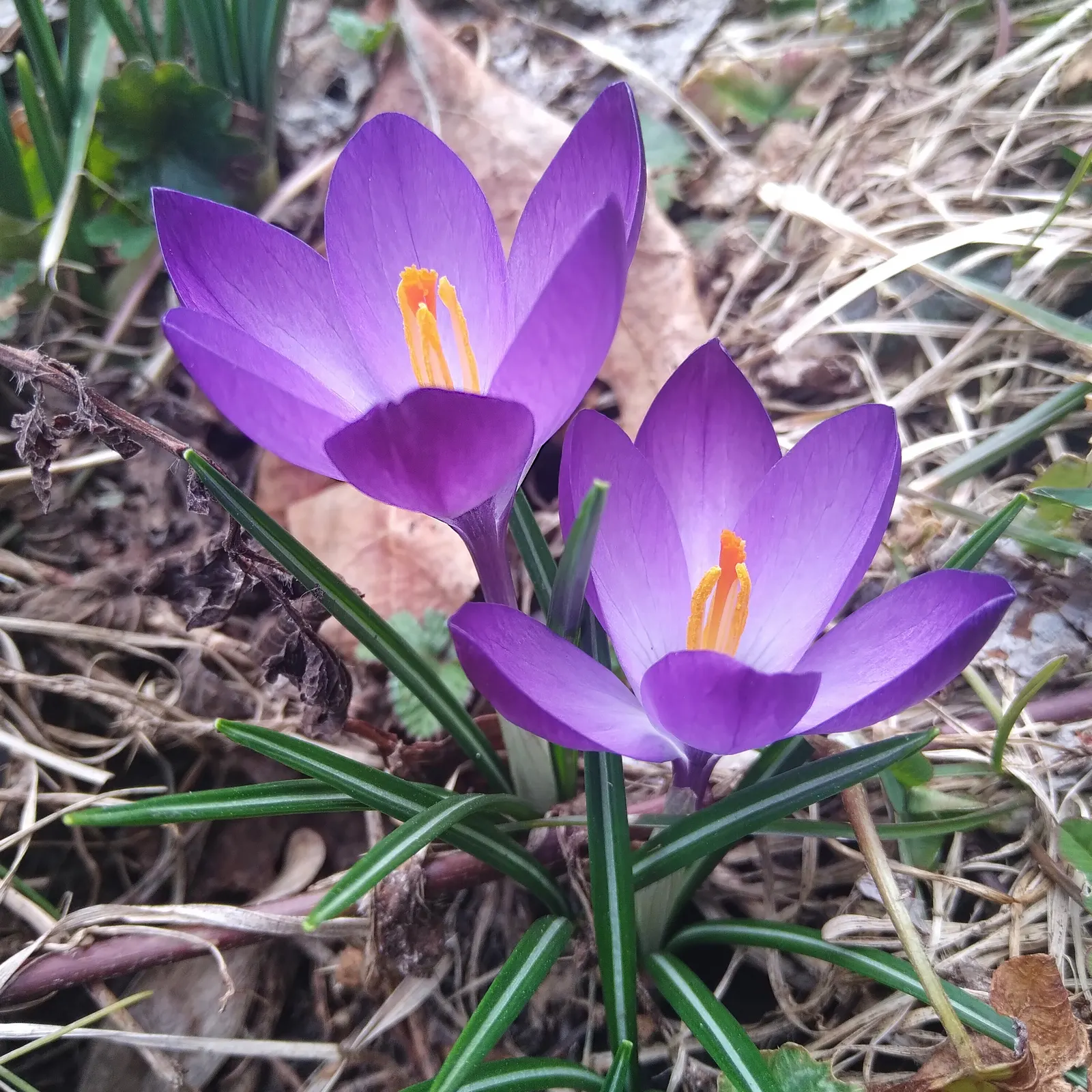 Crocus (Crocus Vernus) — This low-maintenance perennial is ideal for naturalizing in lawns and under trees; is a herald of spring with cup-shaped, image 191