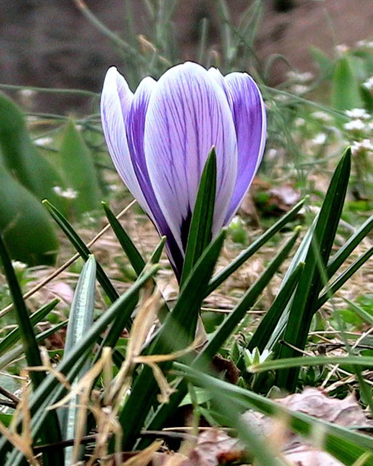 Crocus (Crocus Vernus) — requiring minimal care once established; often even pushing up through the snow, image 84