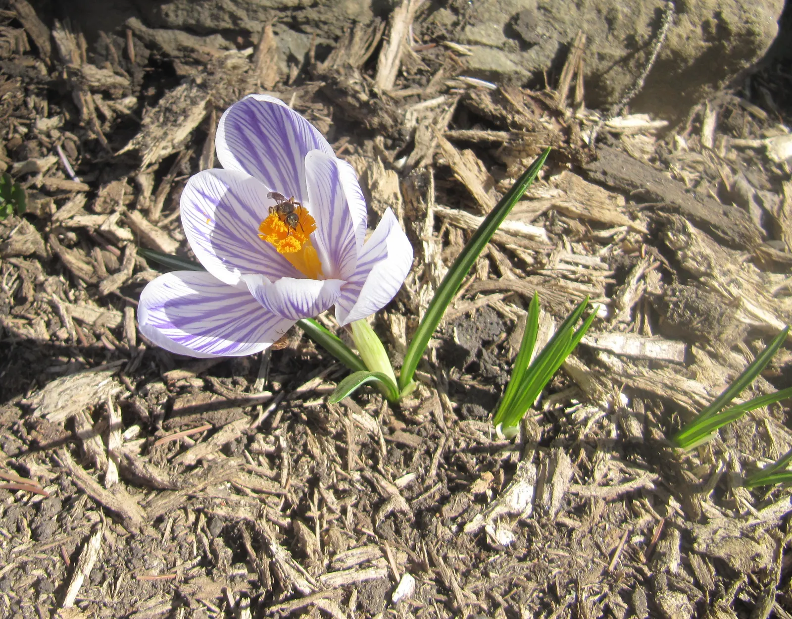 Crocus (Crocus Vernus) — is an enchanting herbaceous perennial that heralds the arrival of spring with its vibrant blooms; requiring minimal care, image 101