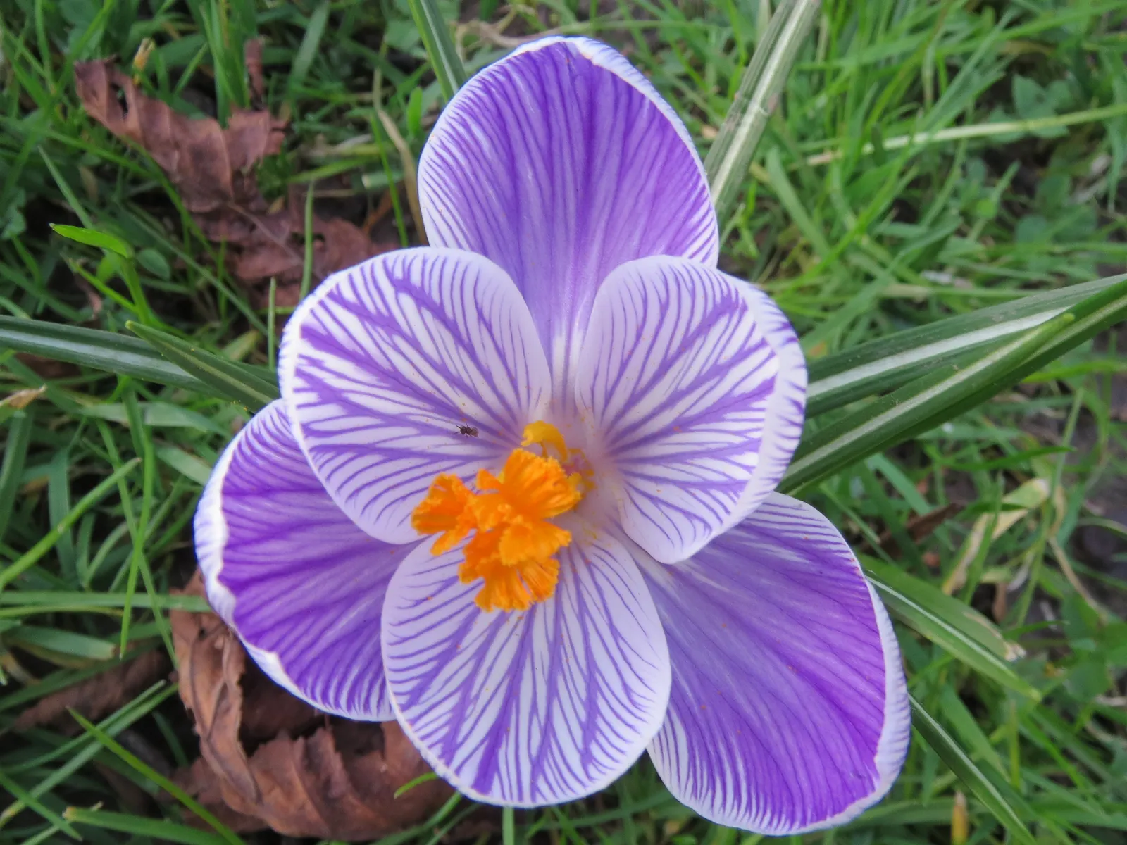 Crocus (Crocus Vernus) — in well-drained soil to ensure proper root development; bulb with purple and white blooms, image 80