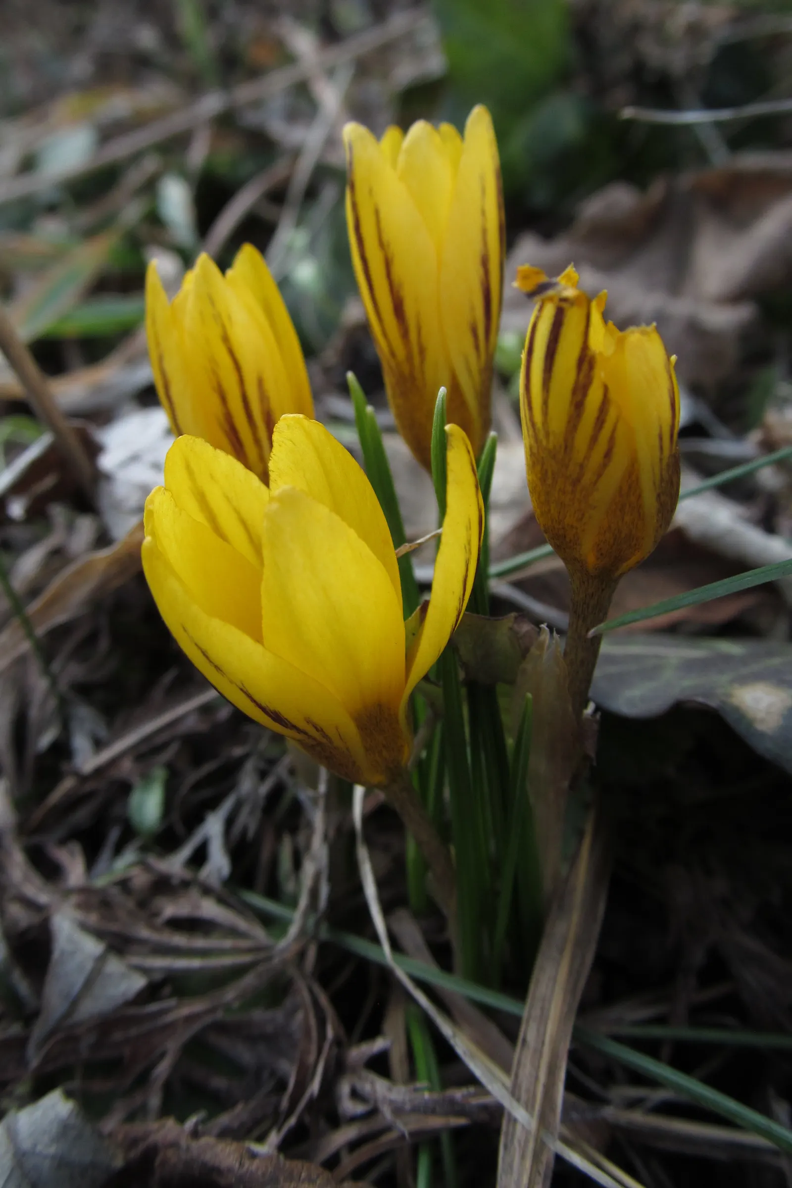 Crocus (Crocus Vernus) — is an enchanting herbaceous perennial that heralds the arrival of spring with its vibrant blooms; requiring minimal care, image 194