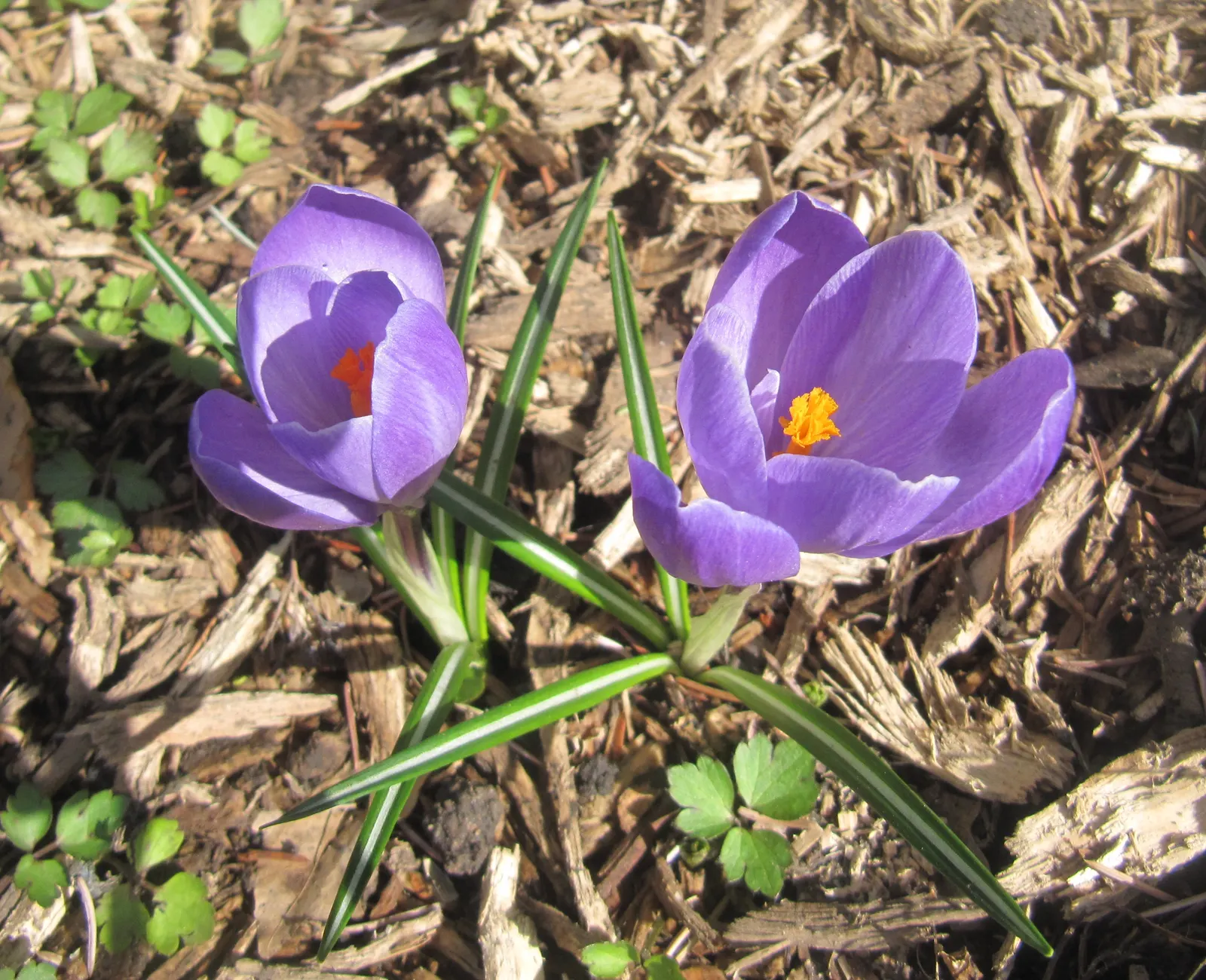 Crocus (Crocus Vernus) — commonly referred to as the Spring Crocus or Giant Crocus; with each flower measuring approximately 1 to 1.5 inches in, image 100