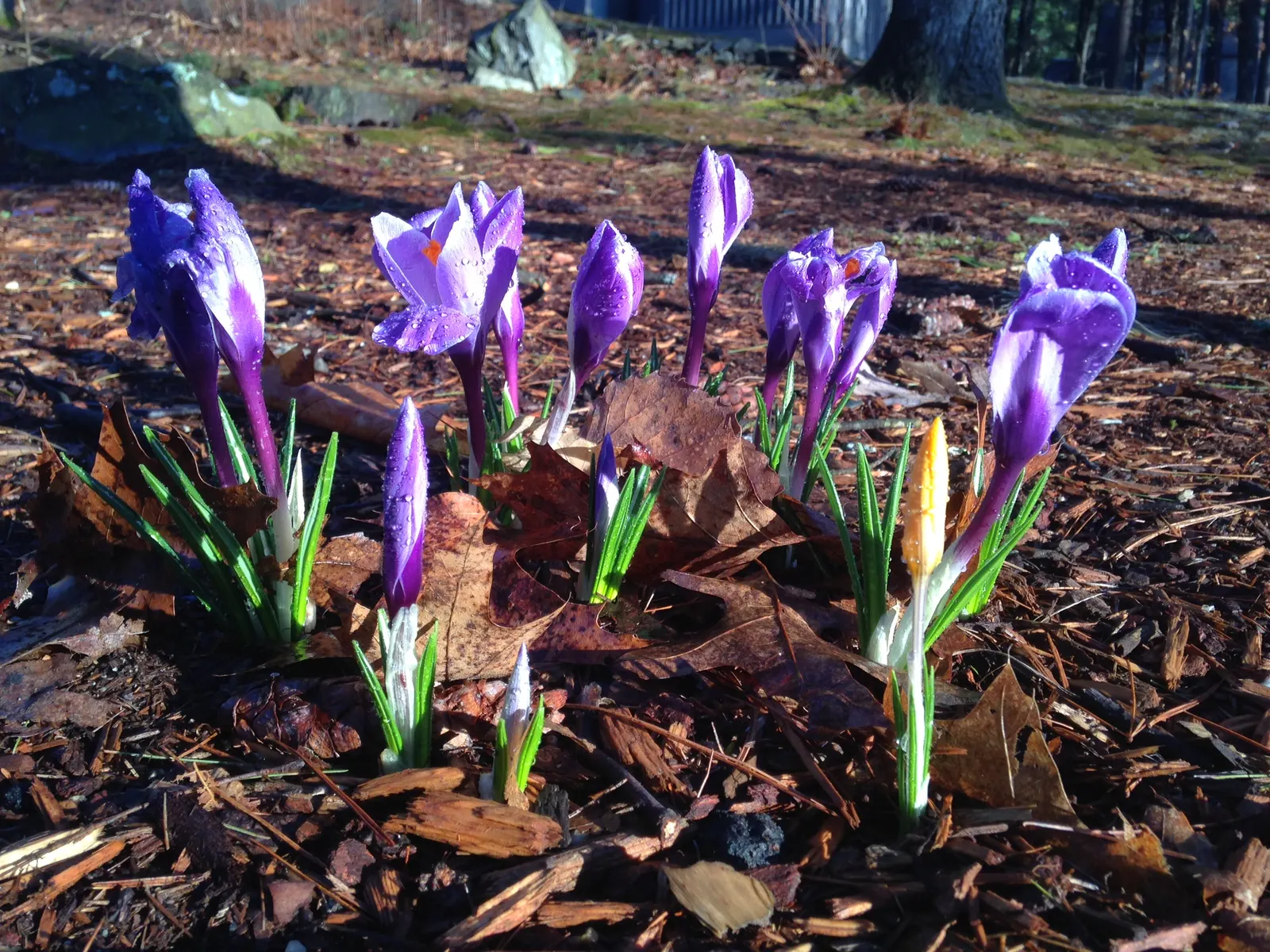 Crocus (Crocus Vernus) — and deep yellows to striped or variegated patterns; vibrant flowers in purple, image 107