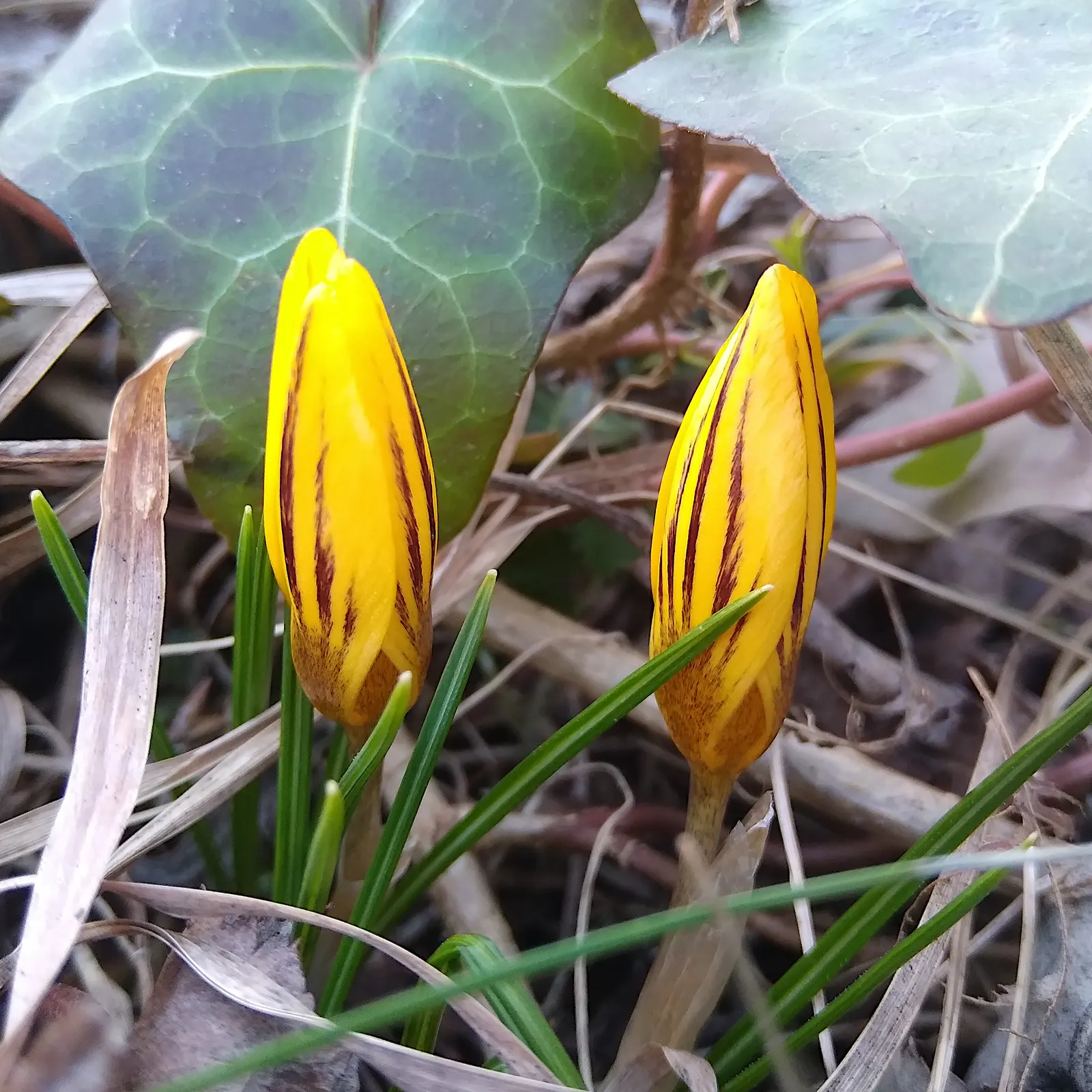 Crocus (Crocus Vernus) — The blooms exhibit a stunning range of colors; these bulbs can be used to provide early spring color, image 199