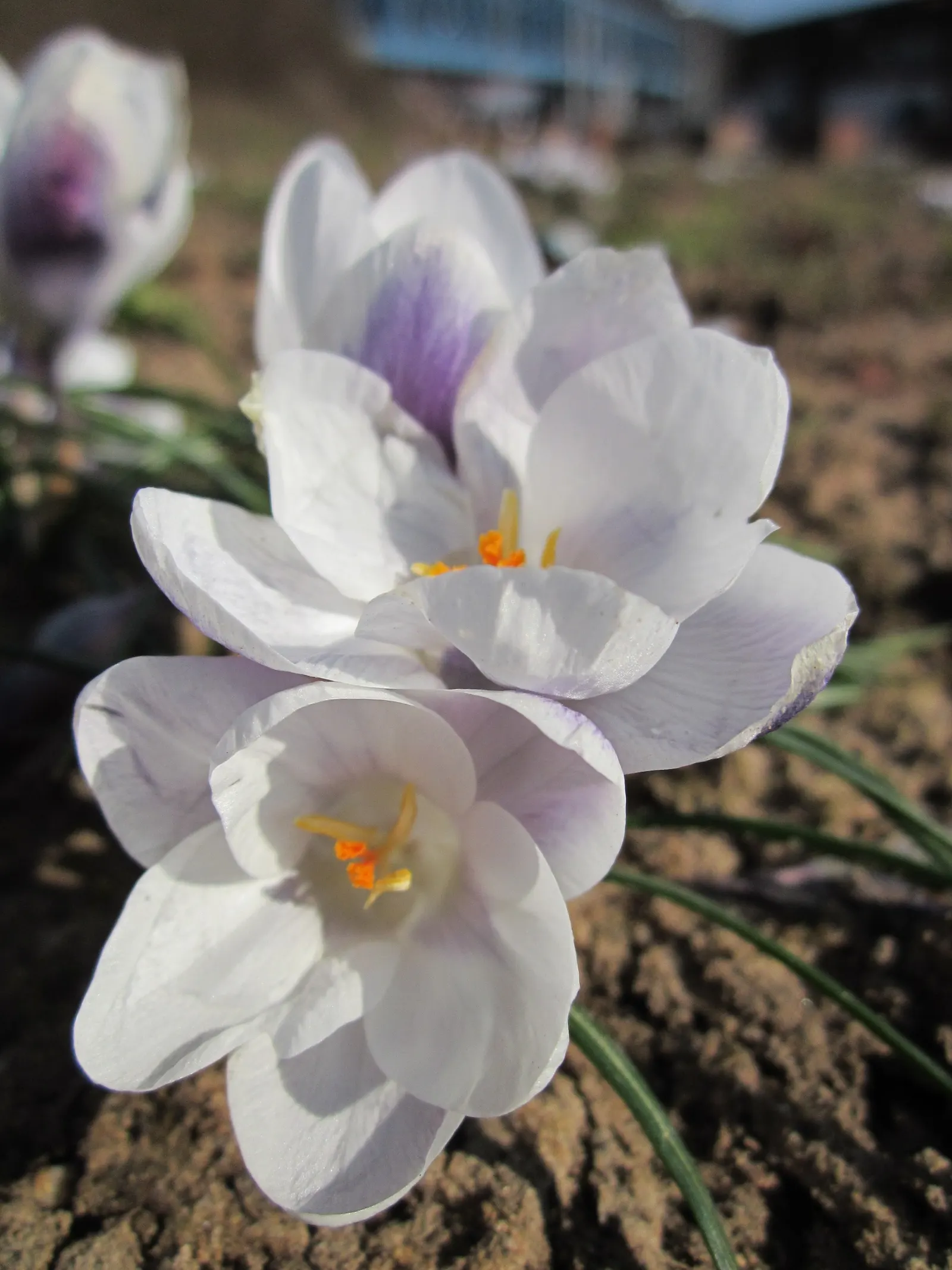 Crocus (Crocus Vernus) — bulb for full or half; providing a striking contrast and a promise of the warmer weather to come, image 93