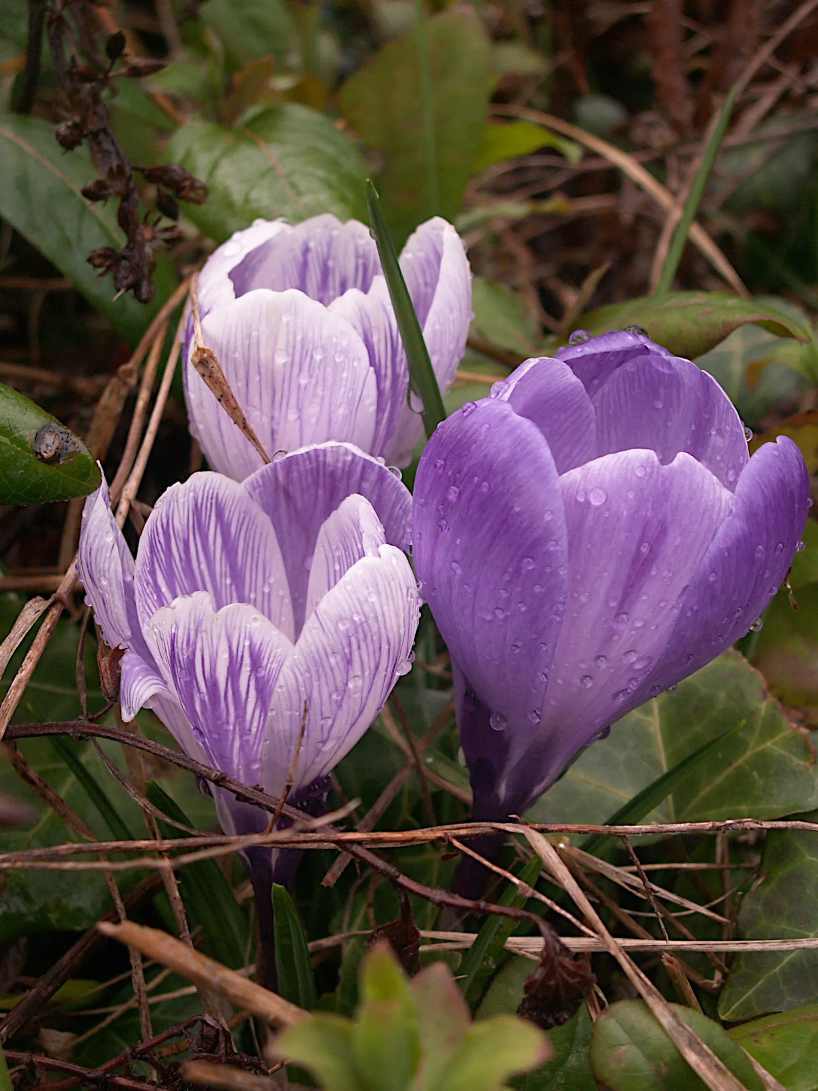 Crocus (Crocus Vernus) — grass-like leaves and a singular striking flower; these plants thrive in full sun to partial shade and are hardy in USDA, image 198