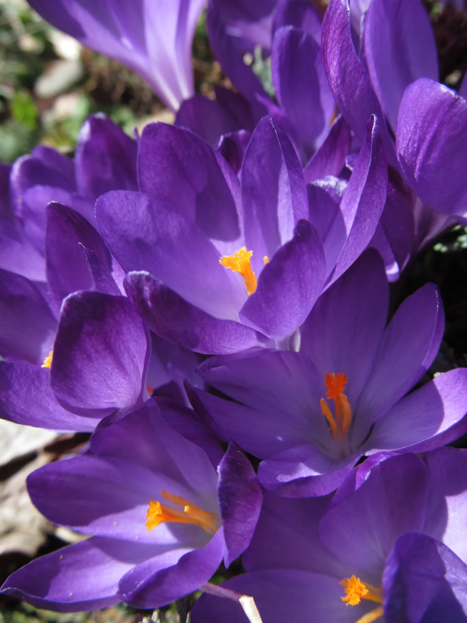 Crocus (Crocus Vernus) — with each flower measuring approximately 1 to 1.5 inches in diameter; a member of the Iridaceae family, image 201