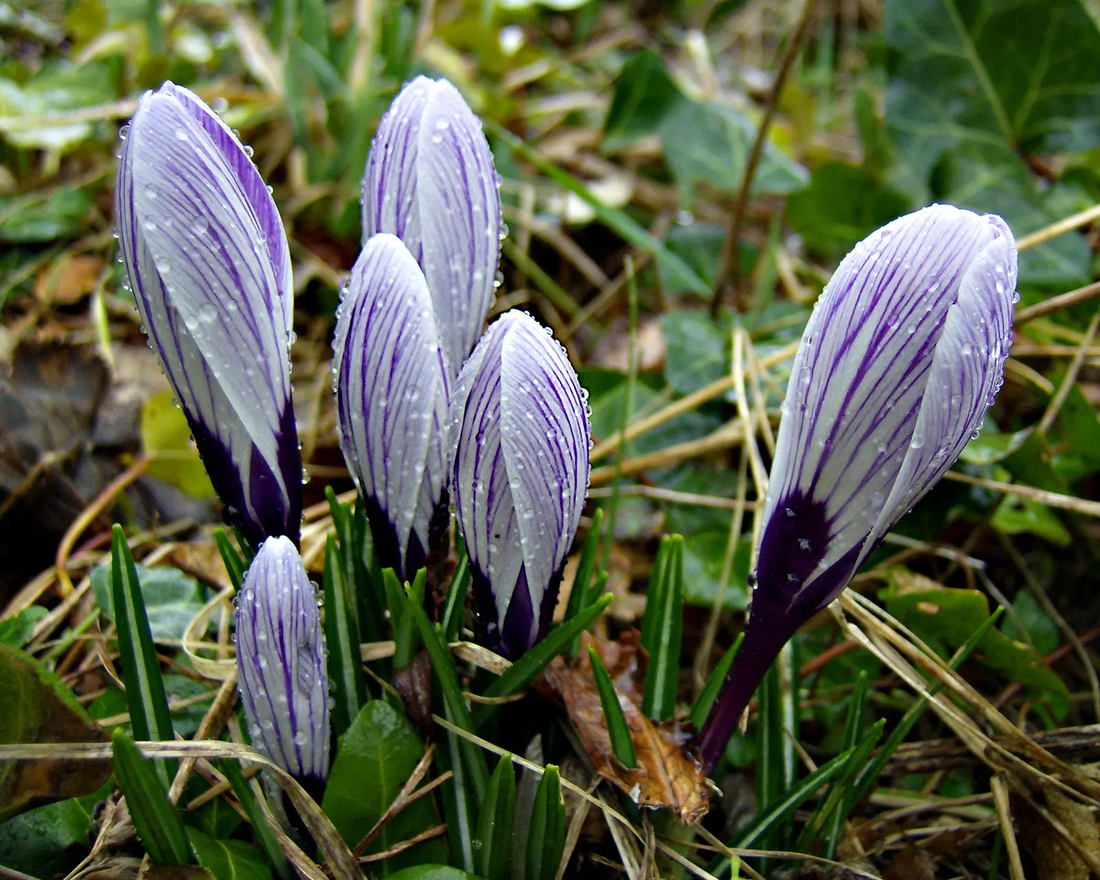 Crocus (Crocus Vernus) — with each bulb producing narrow; grass-like leaves and a singular striking flower, image 197