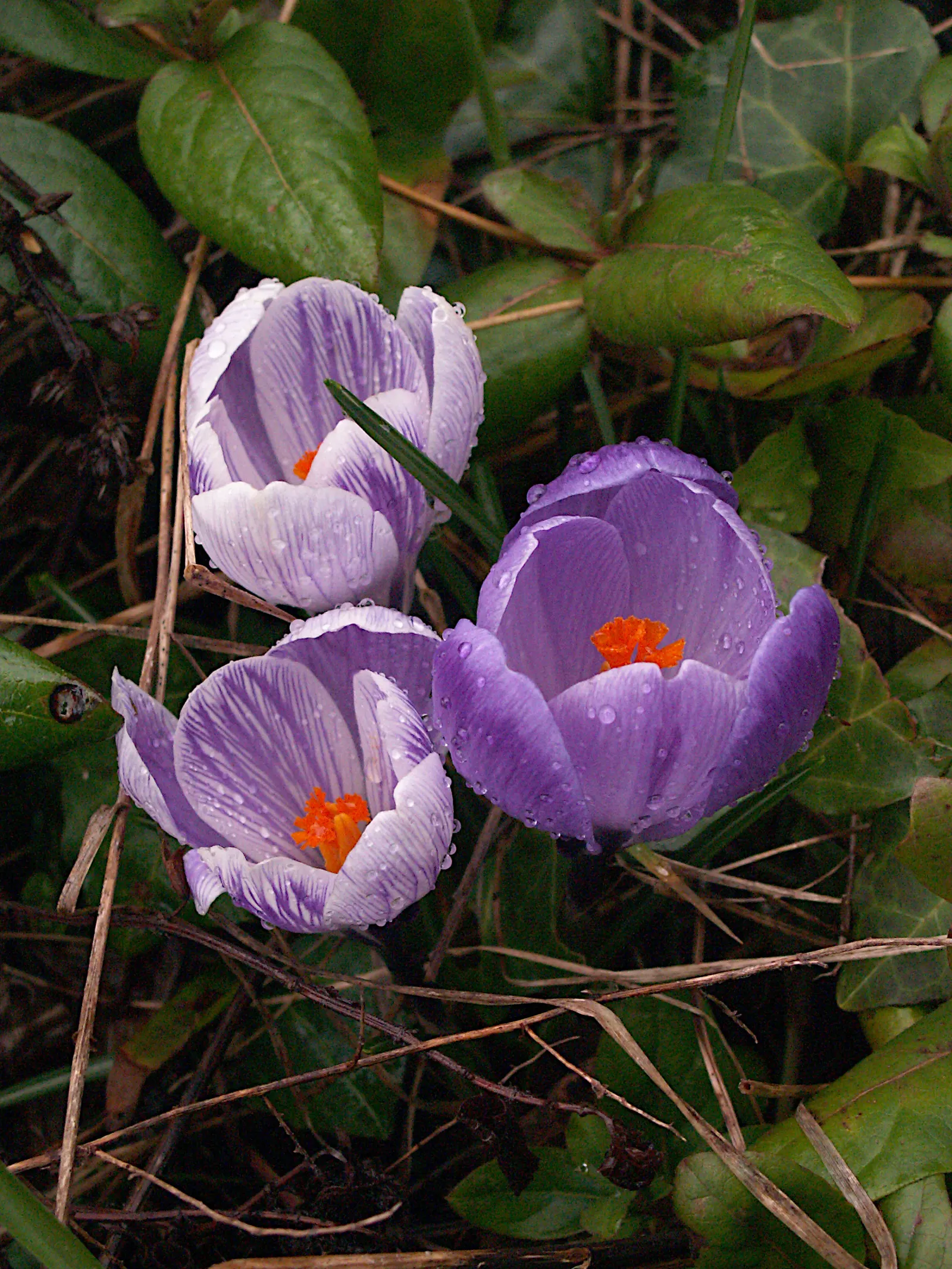 Crocus (Crocus Vernus) — Crocus vernus reaches a modest height of 4 to 6 inches; this low-maintenance perennial is ideal for naturalizing in lawns, image 196