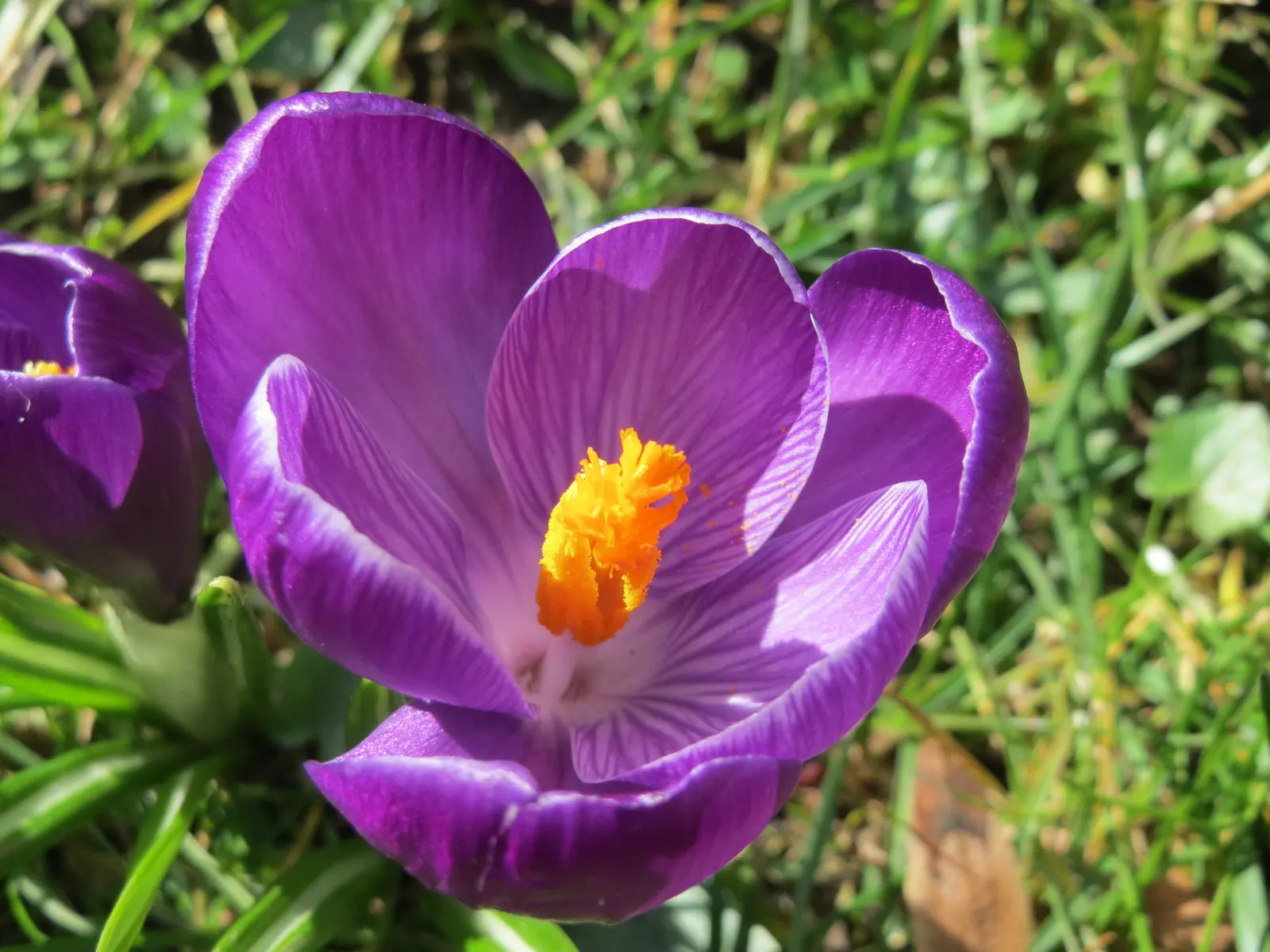 Crocus (Crocus Vernus) — vibrant flowers in purple; with each bulb producing narrow, image 95