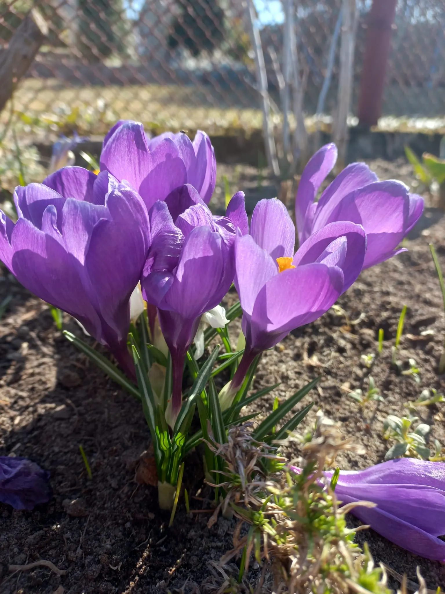Crocus (Crocus Vernus) — commonly referred to as the Spring Crocus or Giant Crocus; with each flower measuring approximately 1 to 1.5 inches in, image 193