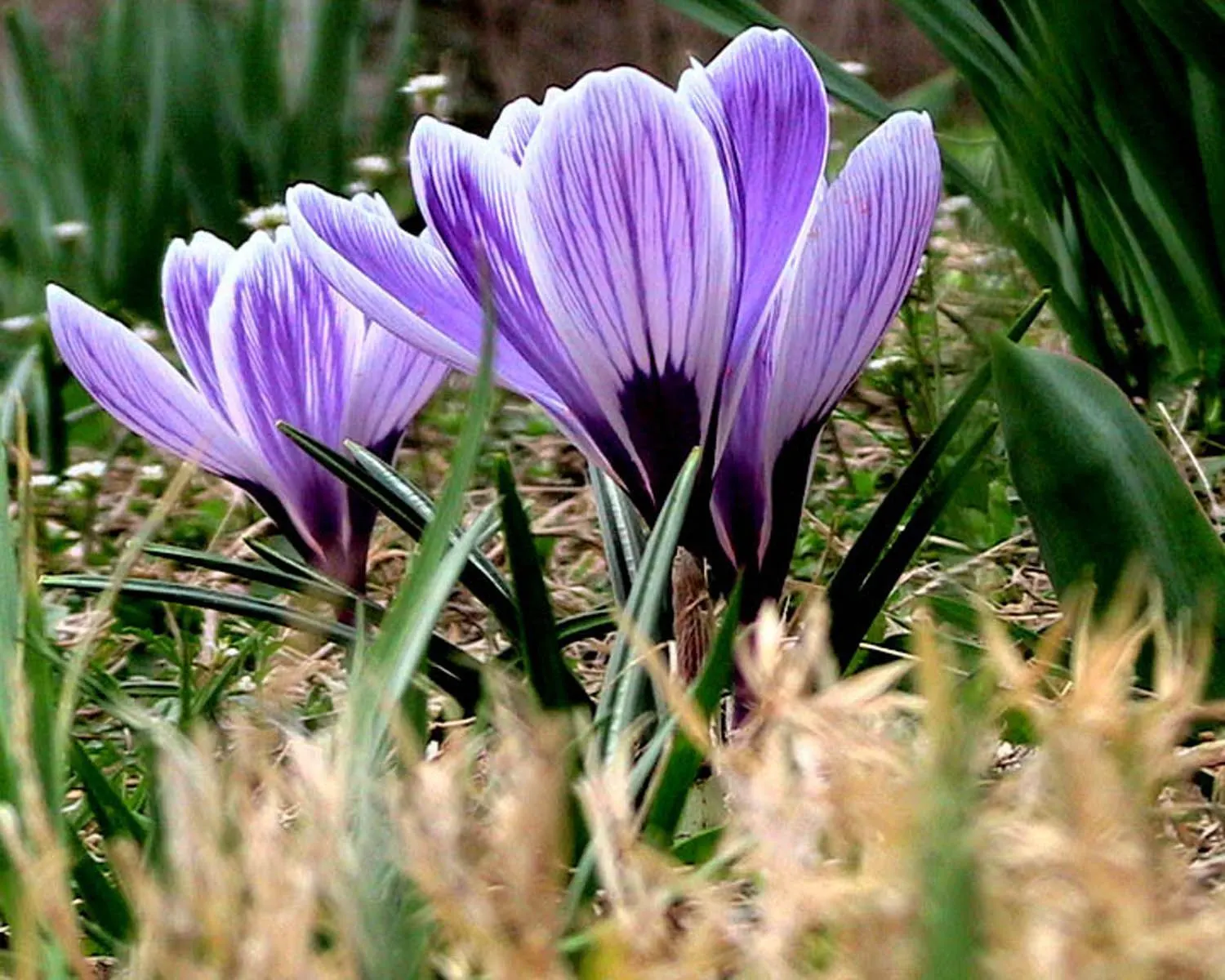 Crocus (Crocus Vernus) — 3 to 4 inches deep and about 2 to 3 inches apart; it's resistant to deer and other pests, image 79