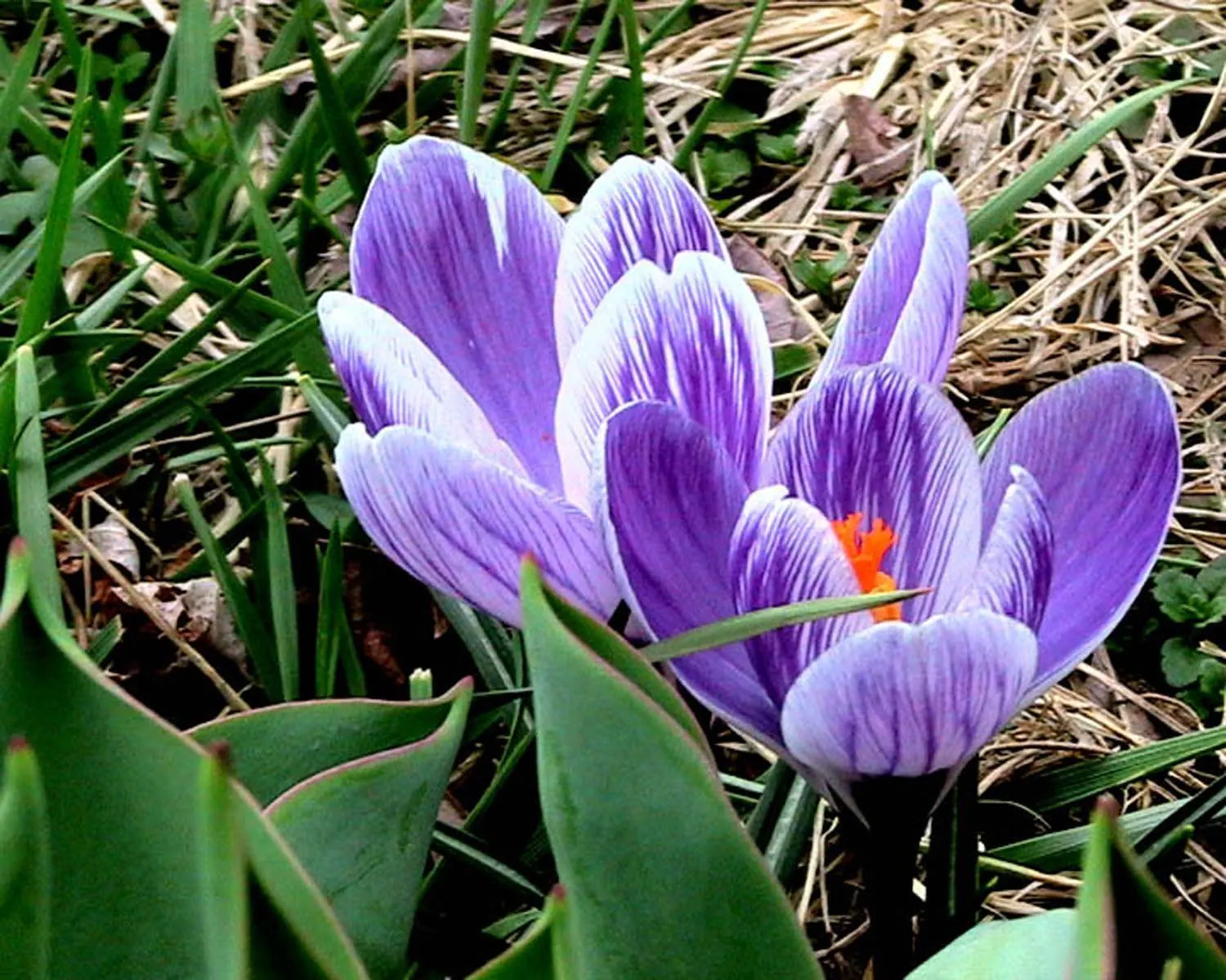 Crocus (Crocus Vernus) — meaning they will gradually multiply and spread over the years; the blooms exhibit a stunning range of colors, image 82